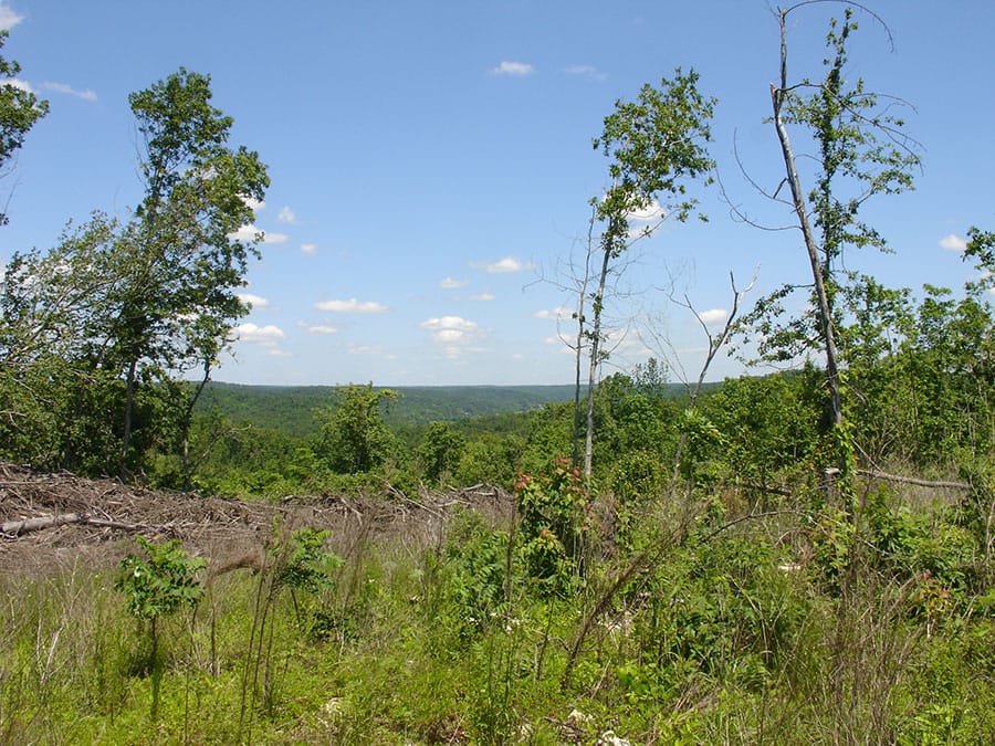 Antler Ridge Tract 18 photo 2