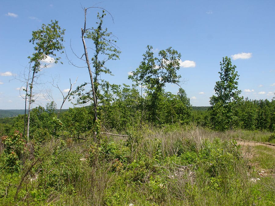 Antler Ridge Tract 18 photo 3