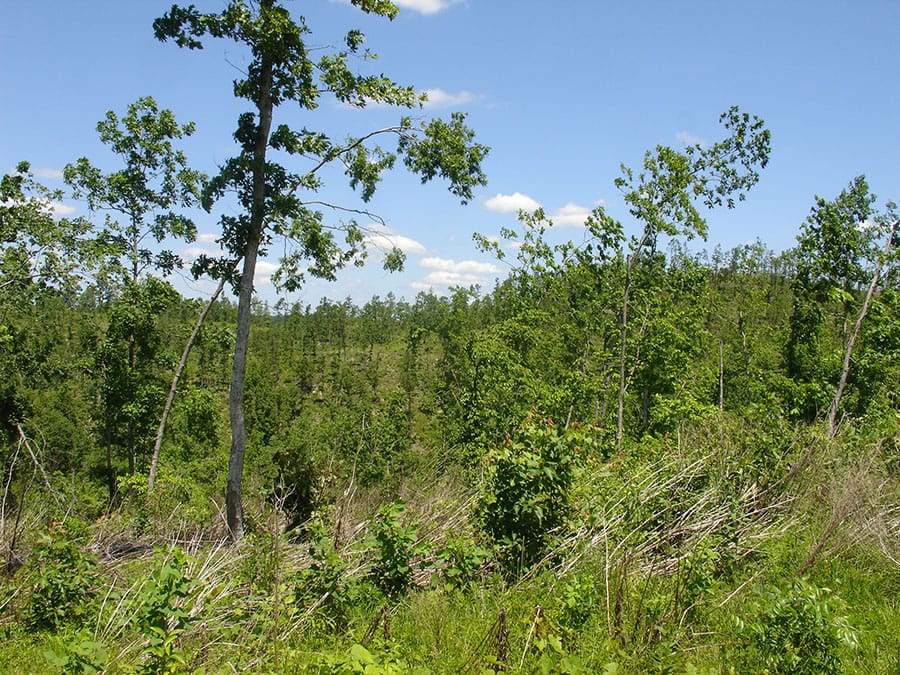 Antler Ridge Tract 18 photo 5