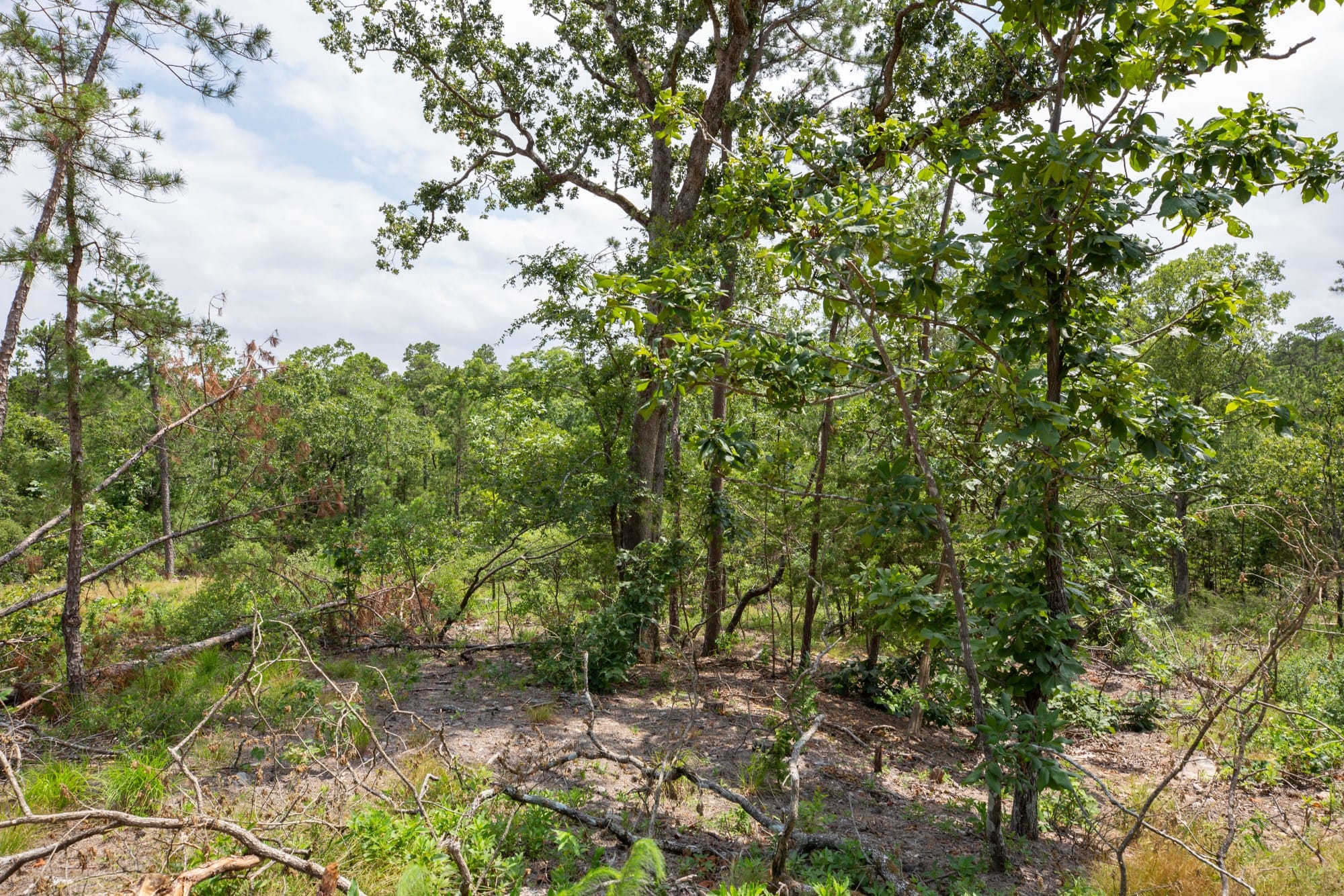 Eagle’s Nest Tract 29 photo 11