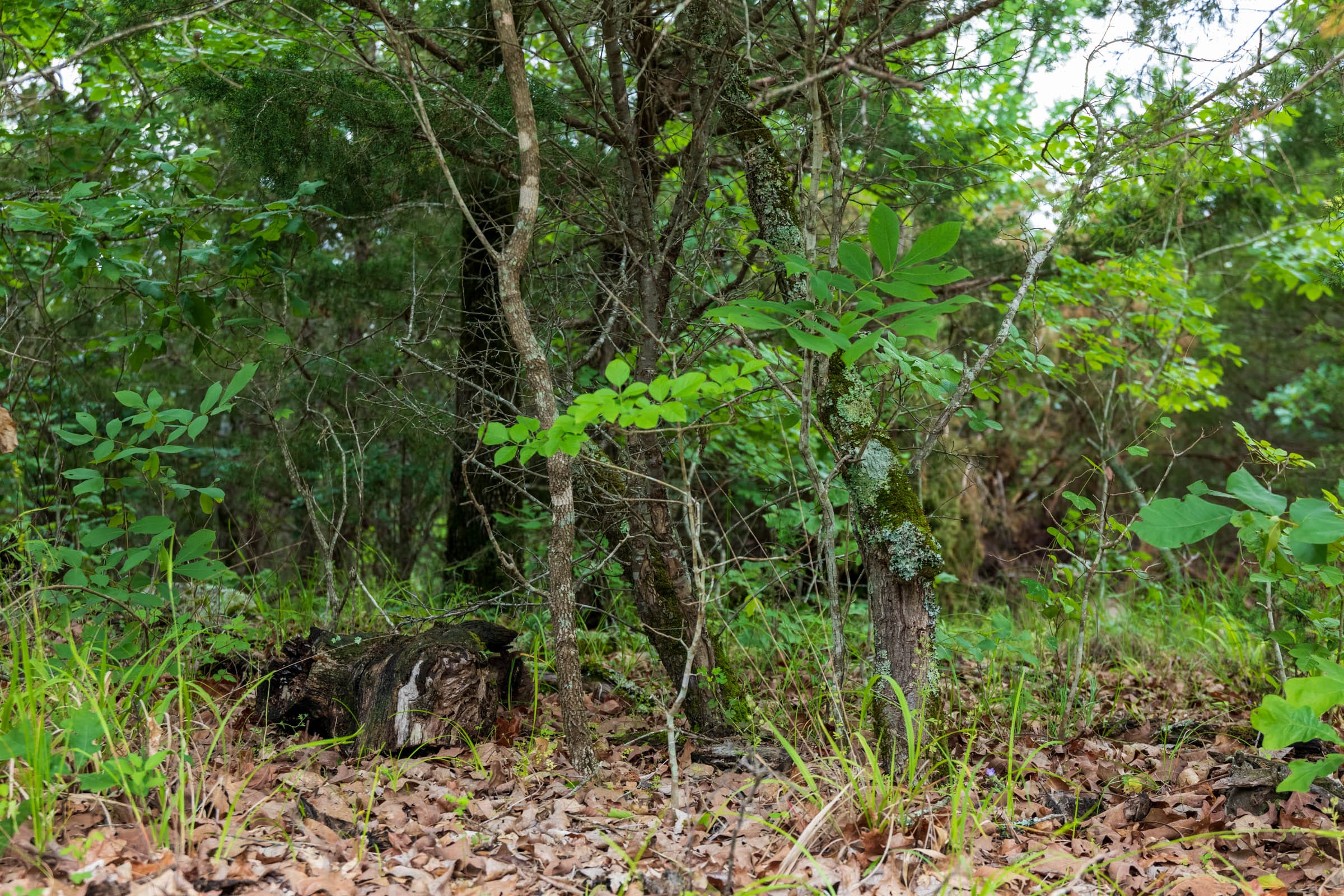 Falcon Crest Tract 14 photo 3