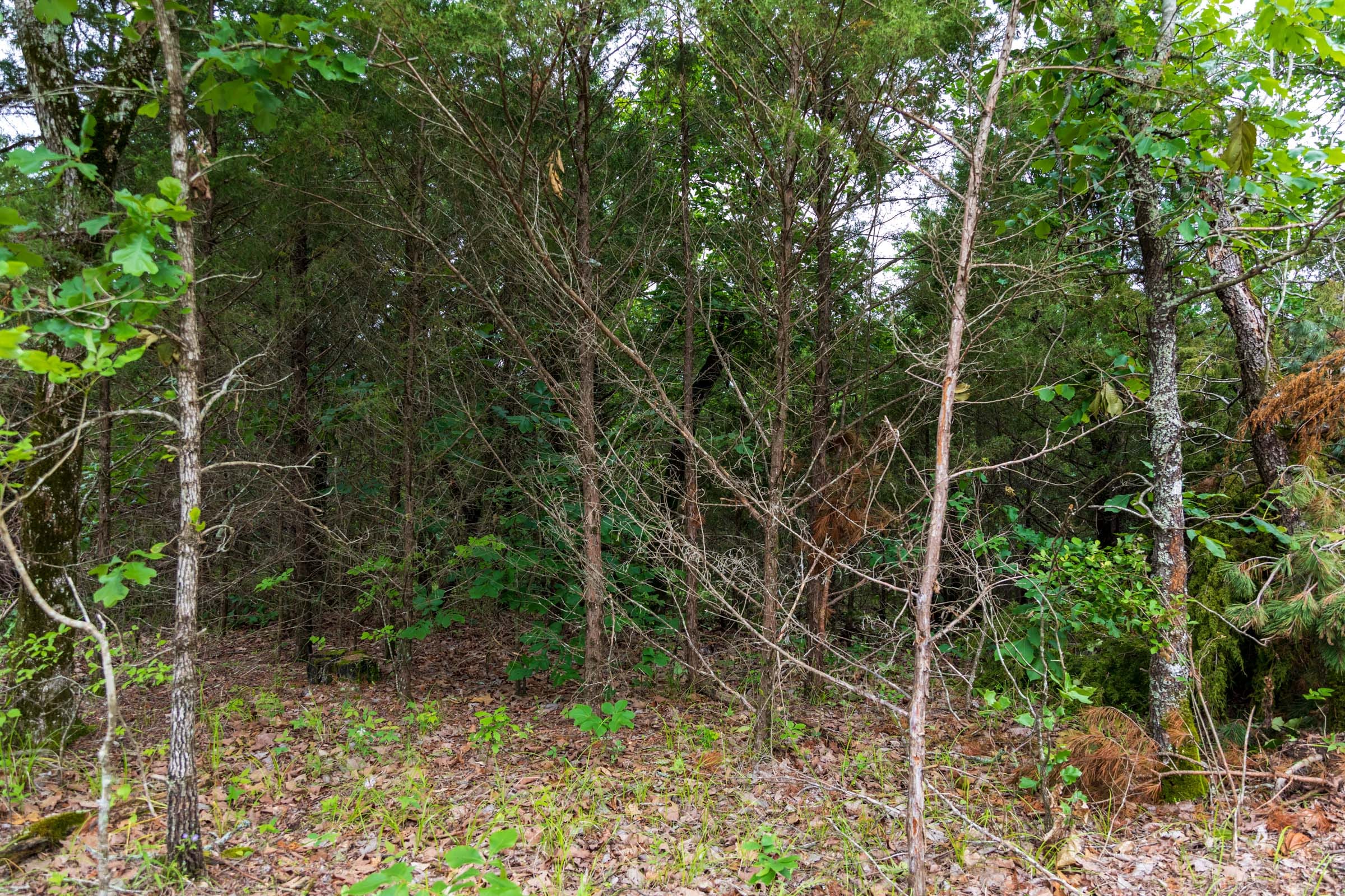 Falcon Crest Tract 14 photo 6