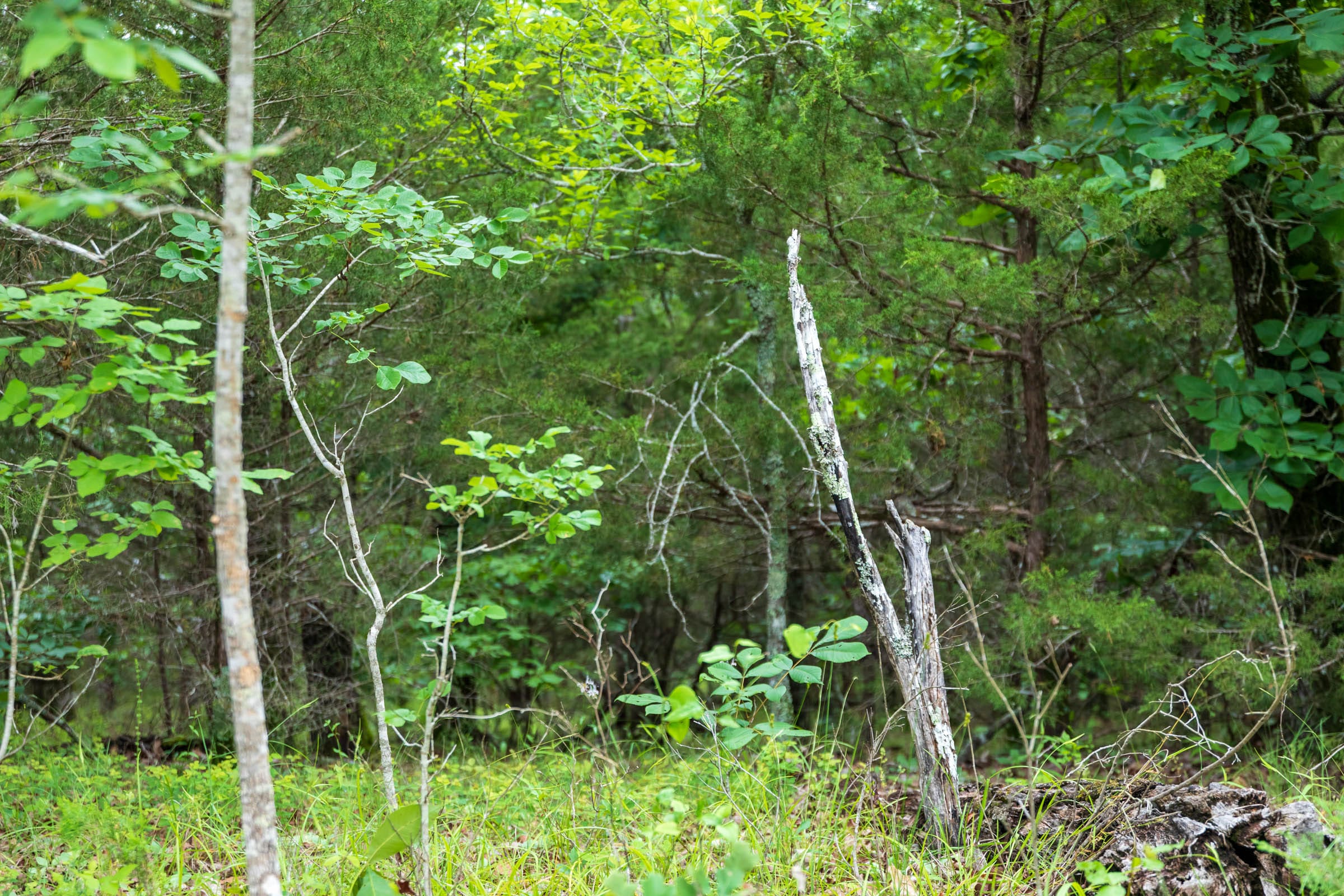 Falcon Crest Tract 14 photo 7