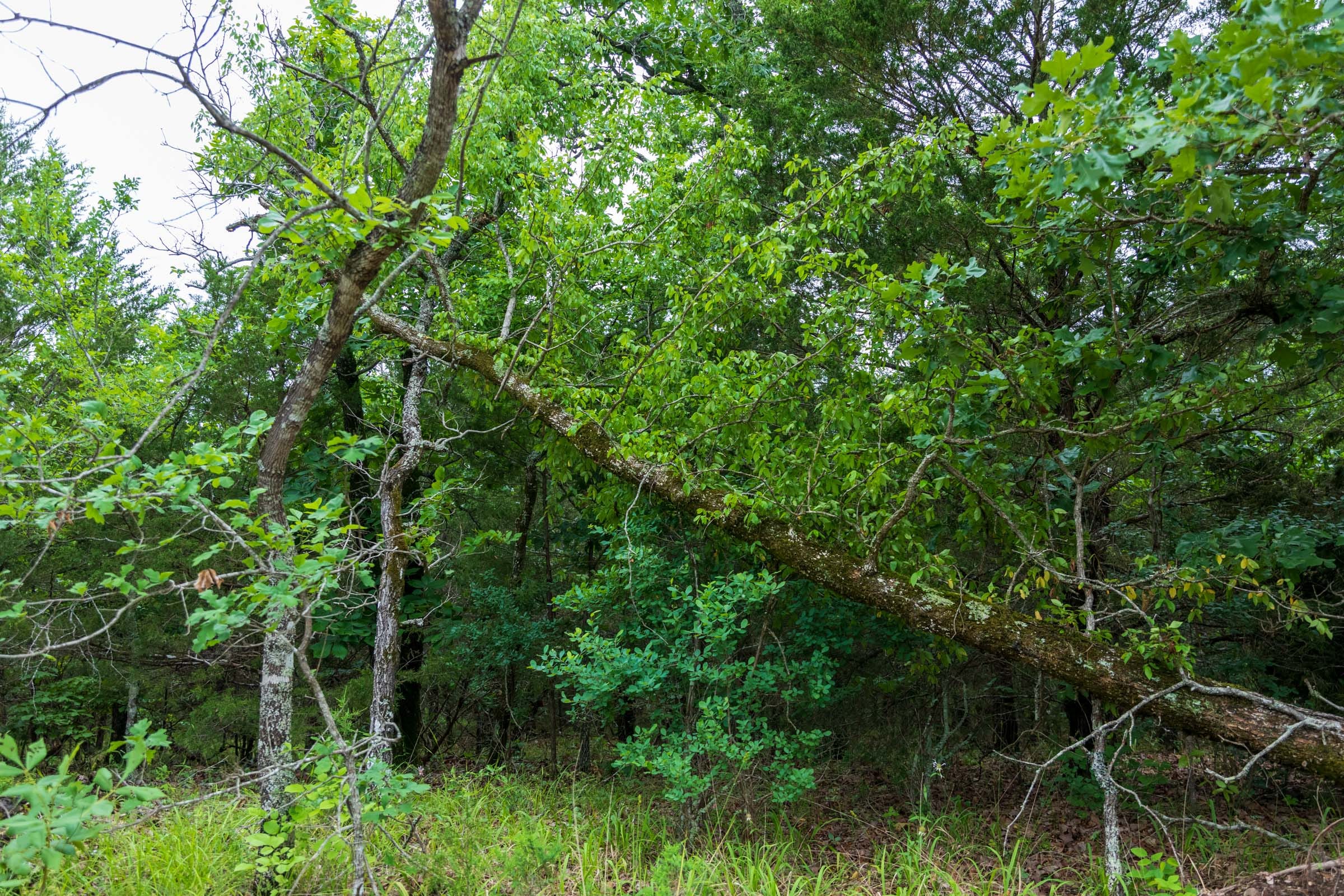 Falcon Crest Tract 14 photo 9