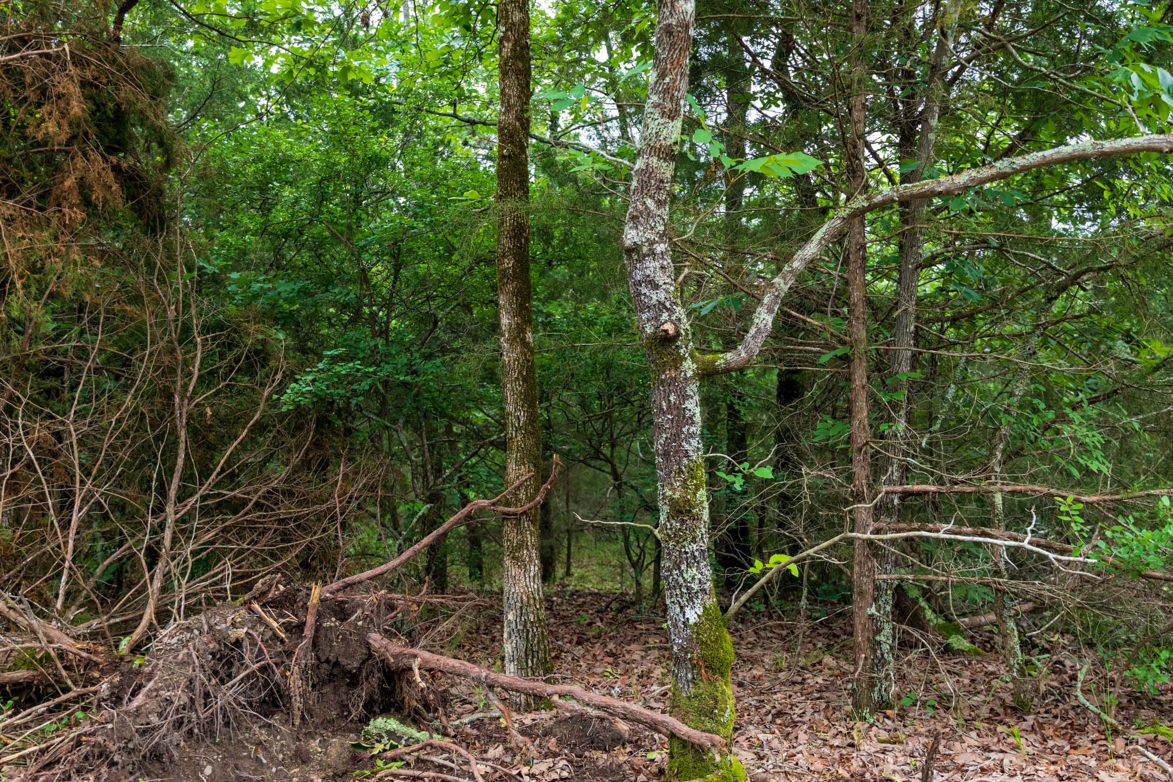 Falcon Crest Tract 14 photo 10
