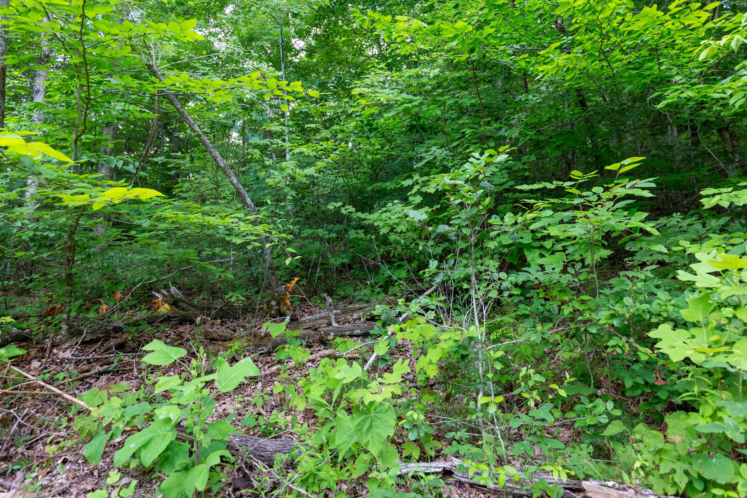 Tucker Hollow Tract 10 photo 3