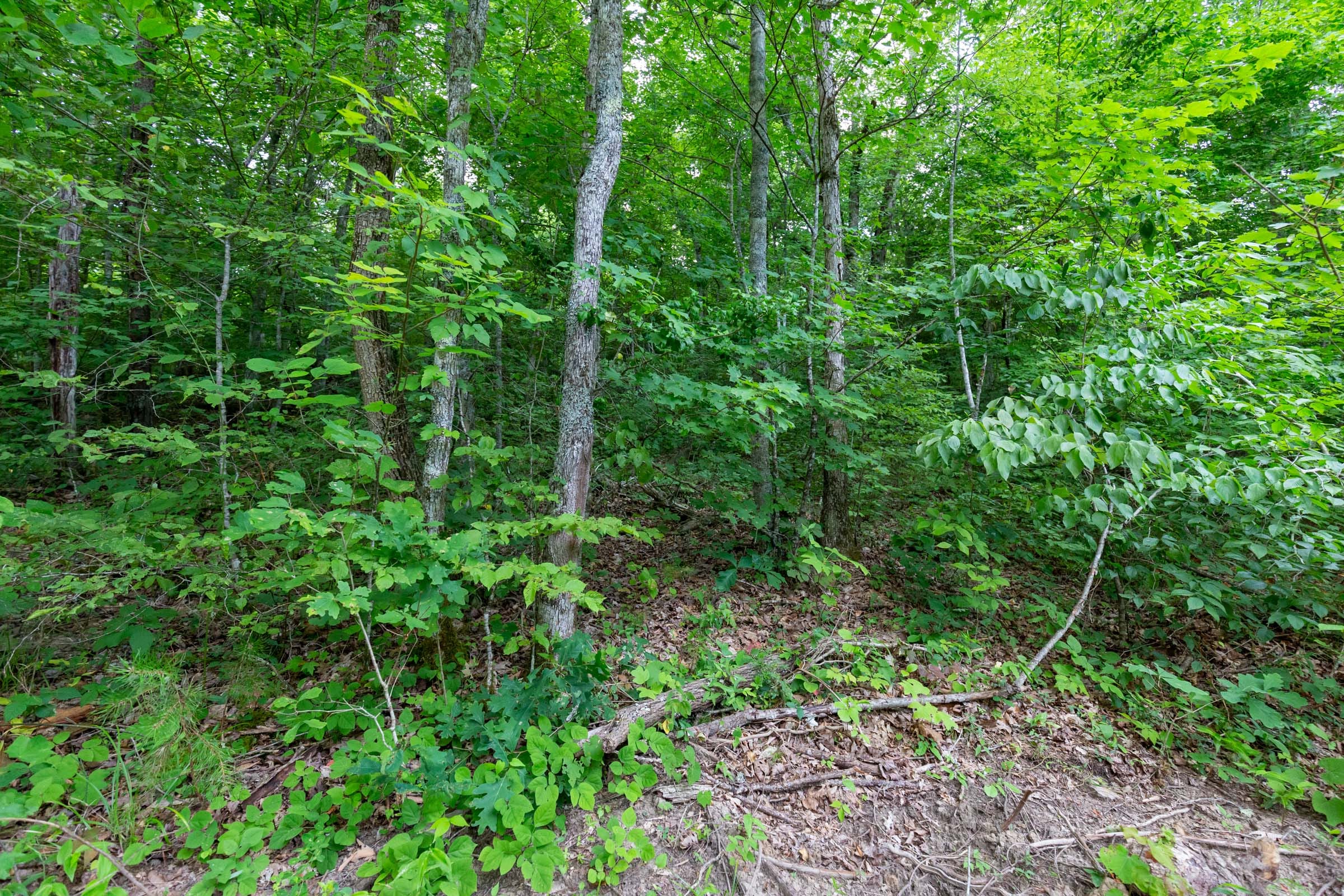 Tucker Hollow Tract 10 photo 4