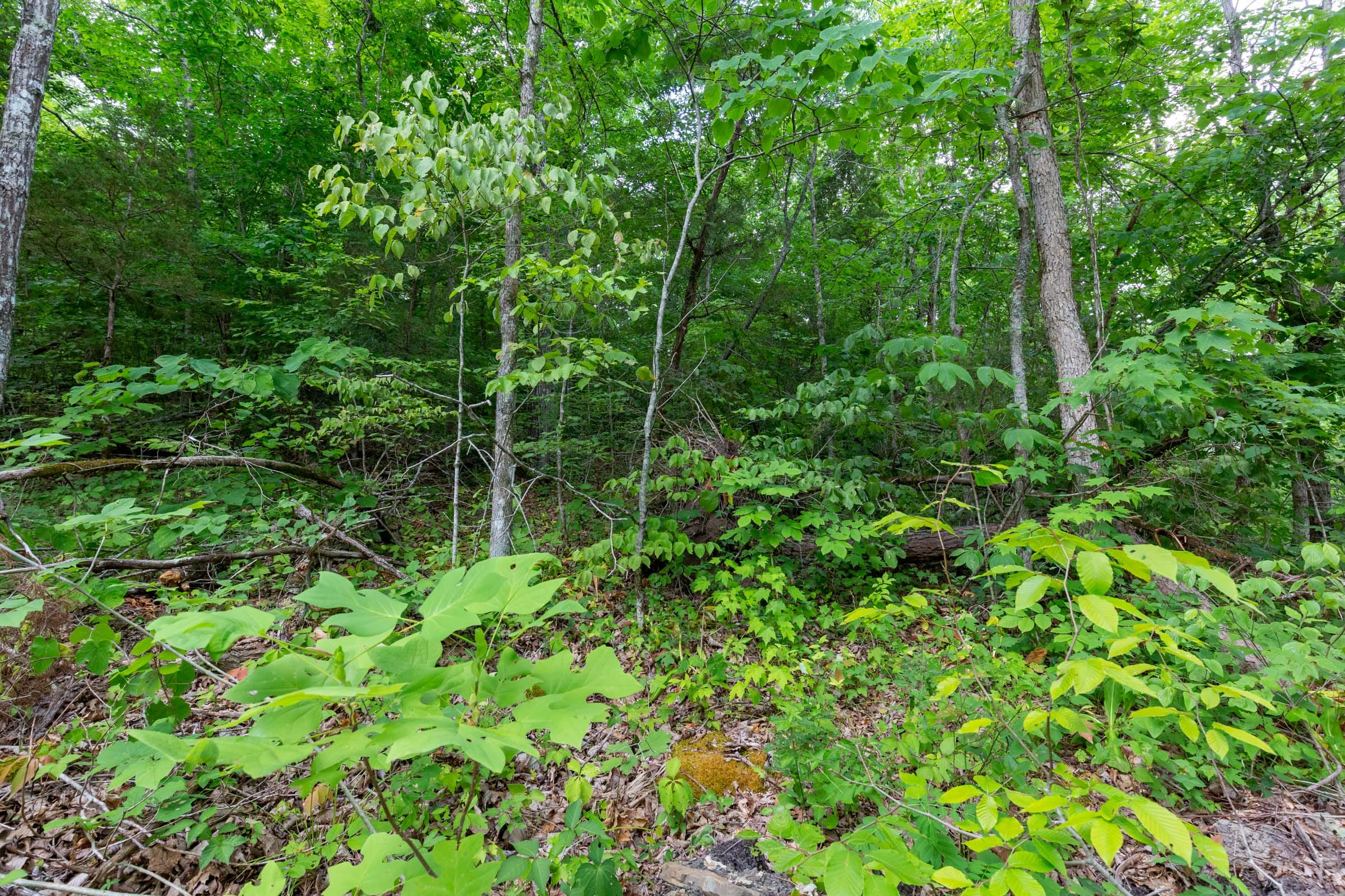 Tucker Hollow Tract 10 photo 6