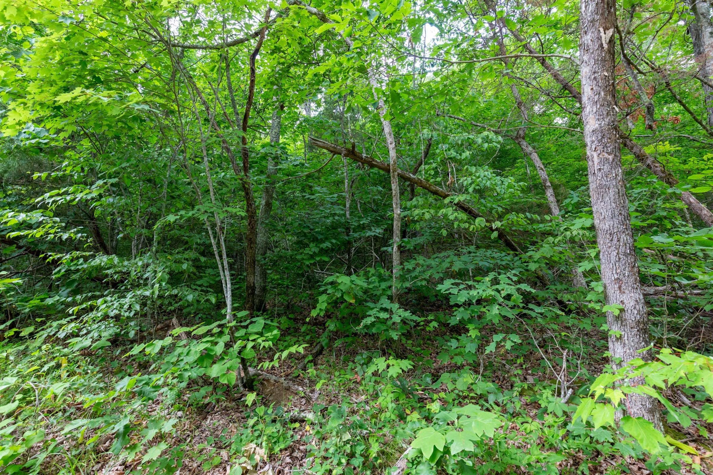 Tucker Hollow Tract 10 photo 8