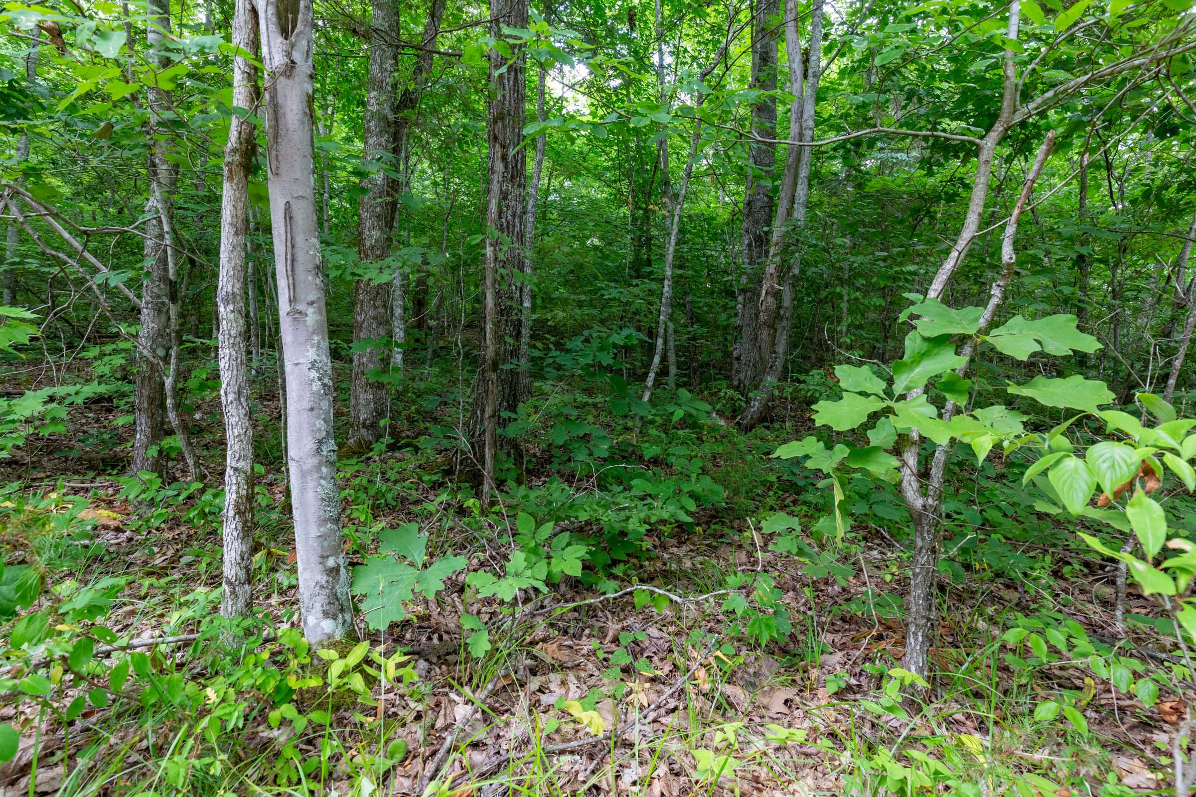 Tucker Hollow Tract 10 photo 9