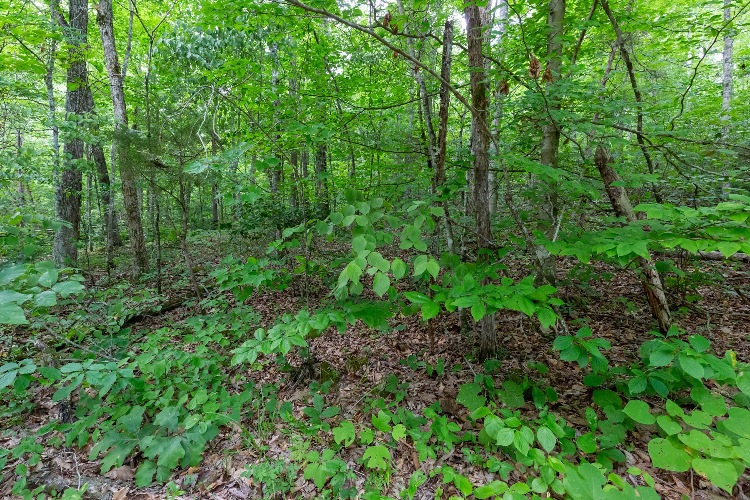 Tucker Hollow Tract 10 photo 11