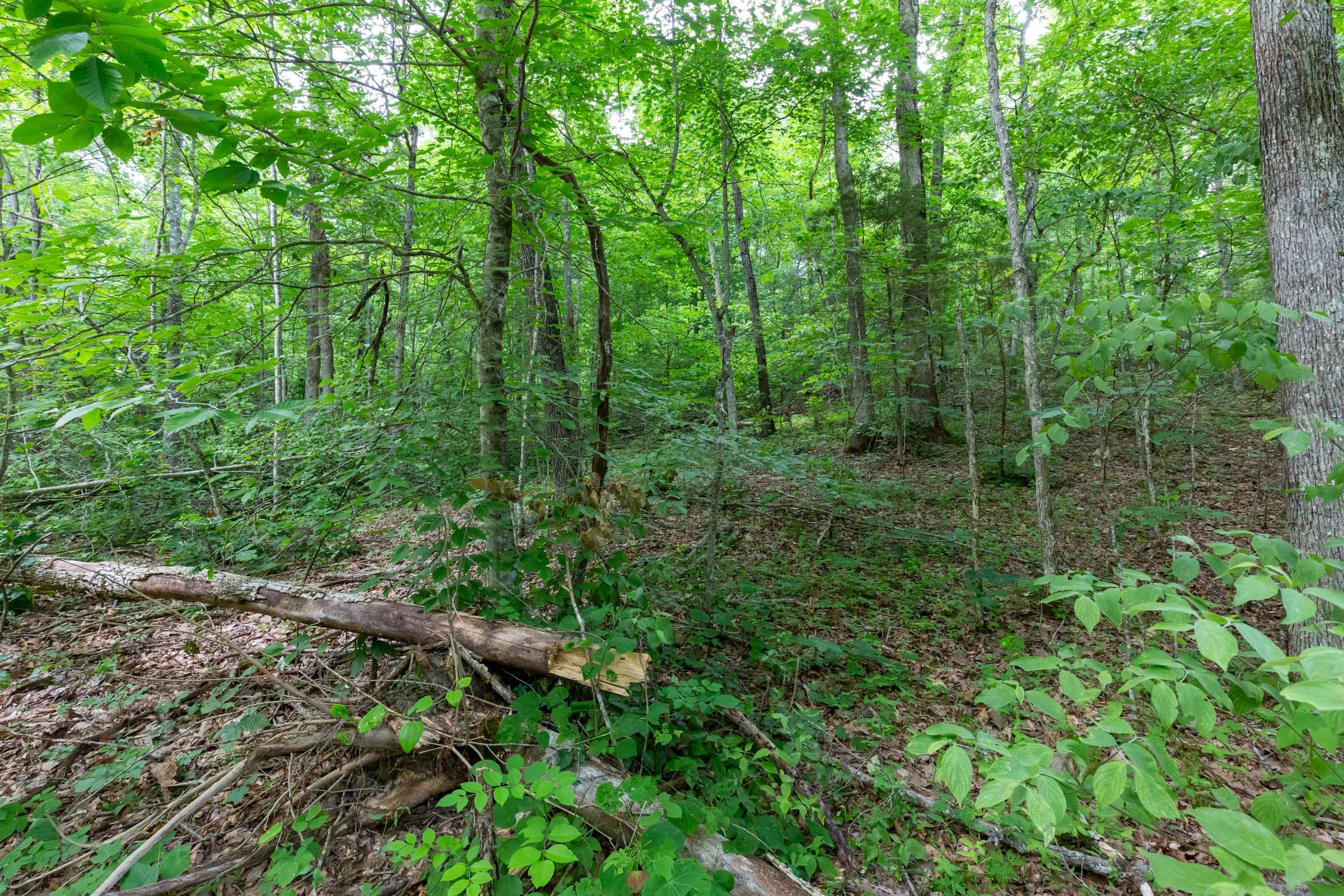Tucker Hollow Tract 10 photo 14