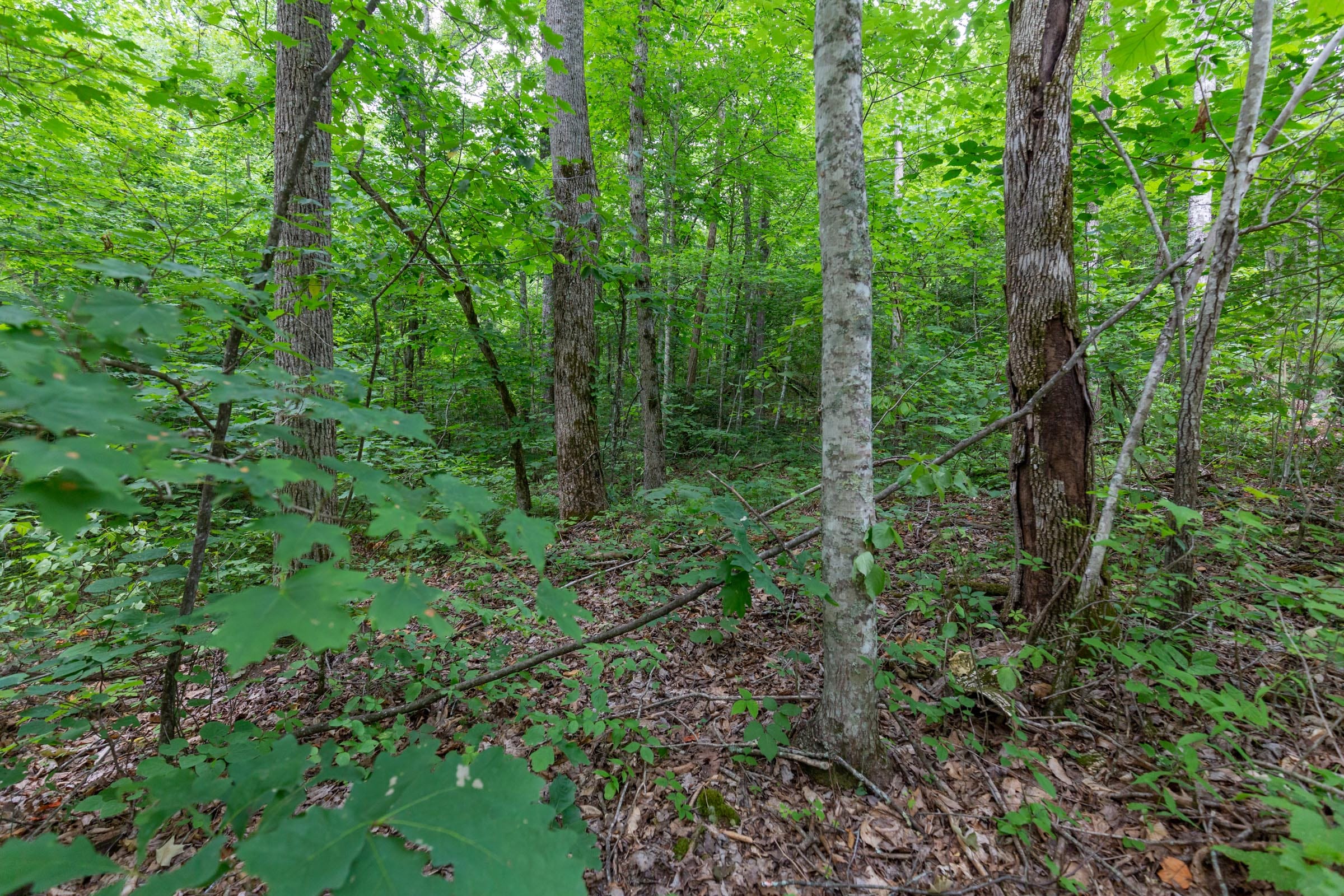 Tucker Hollow Tract 10 photo 15