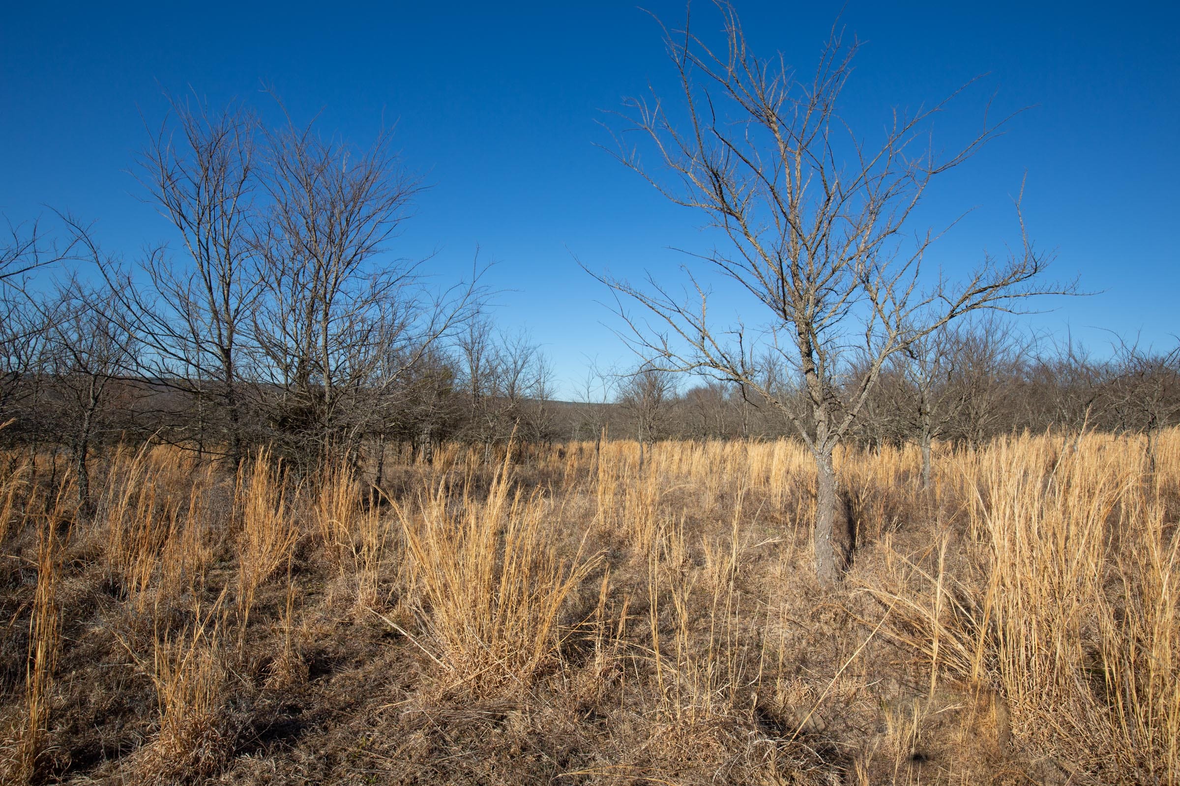 Painted Horse Tract 56 photo 11