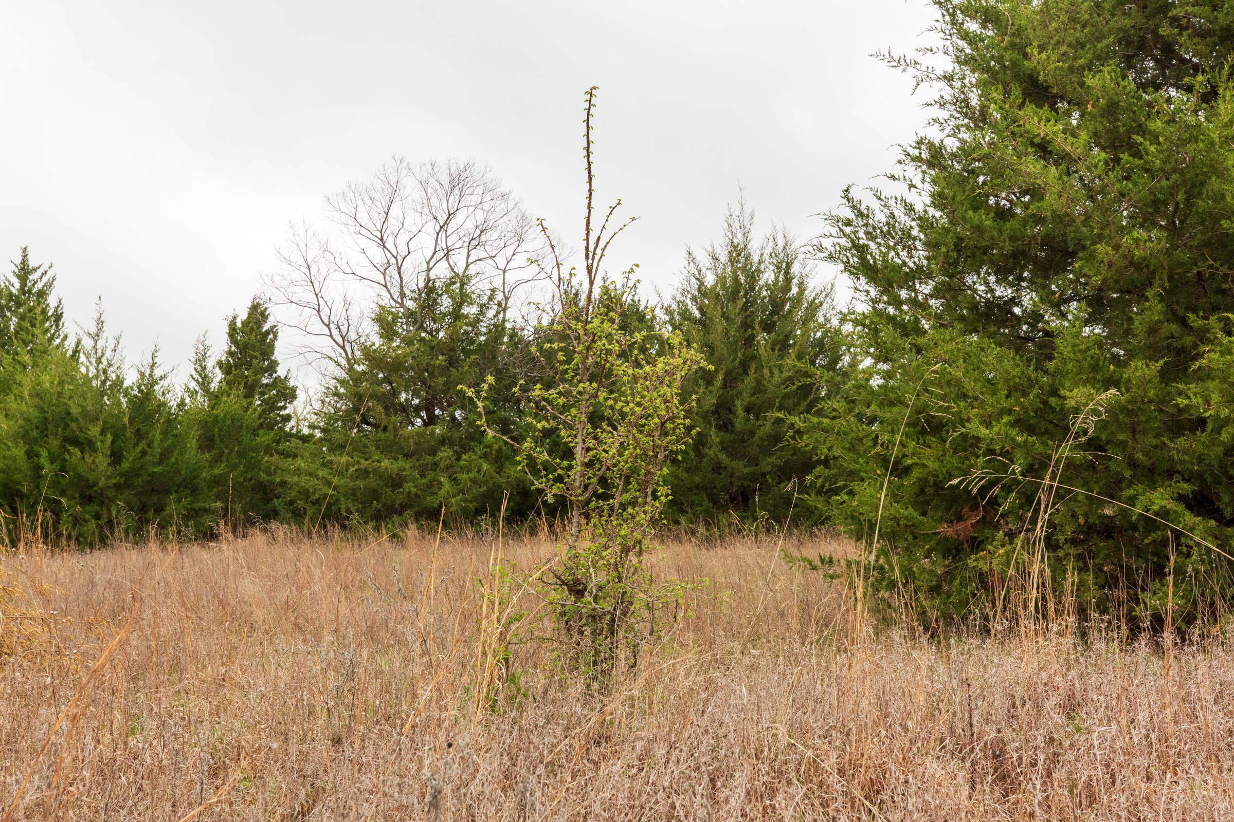 Moonrise Meadows Tract 4 photo 3