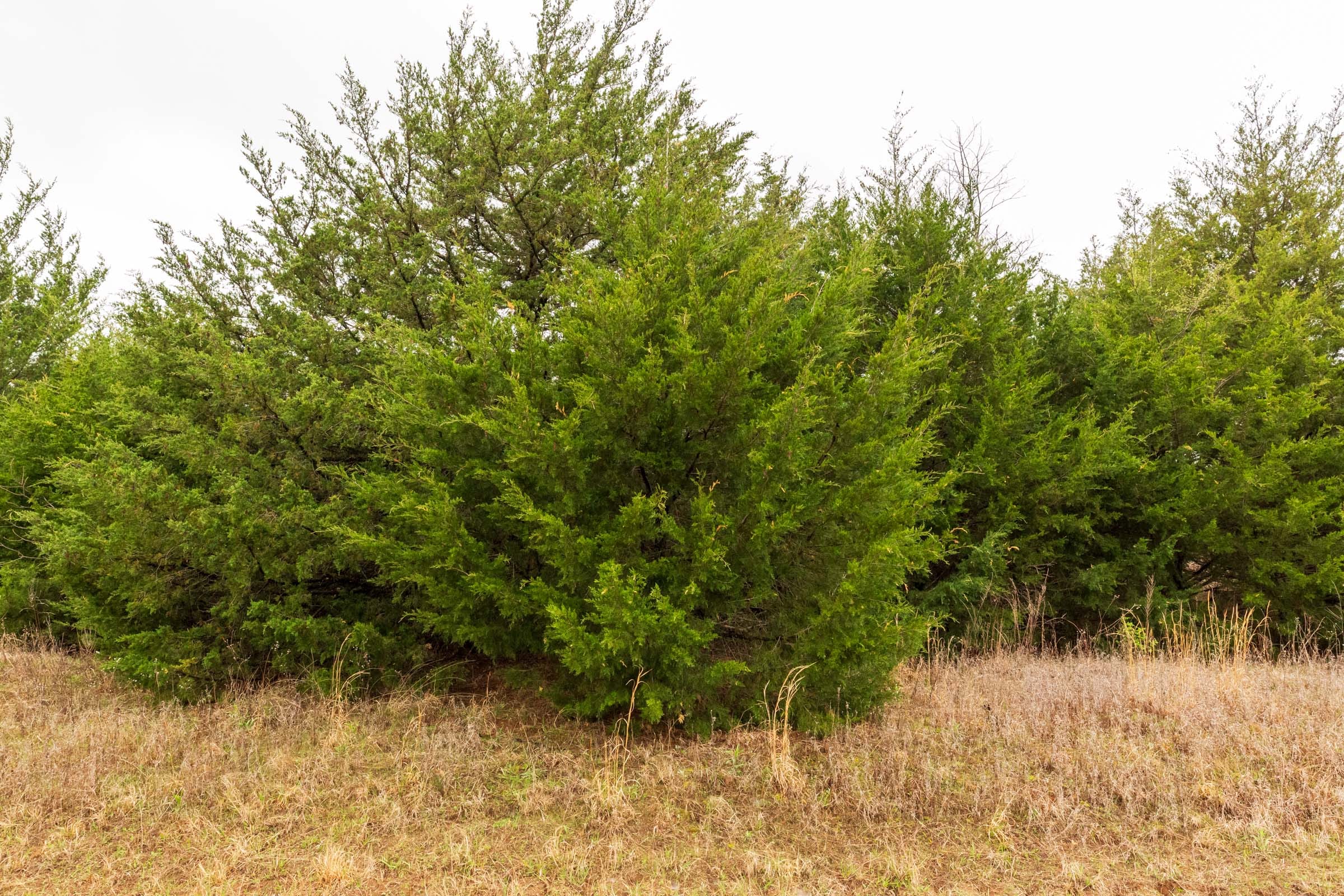 Moonrise Meadows Tract 4 photo 9