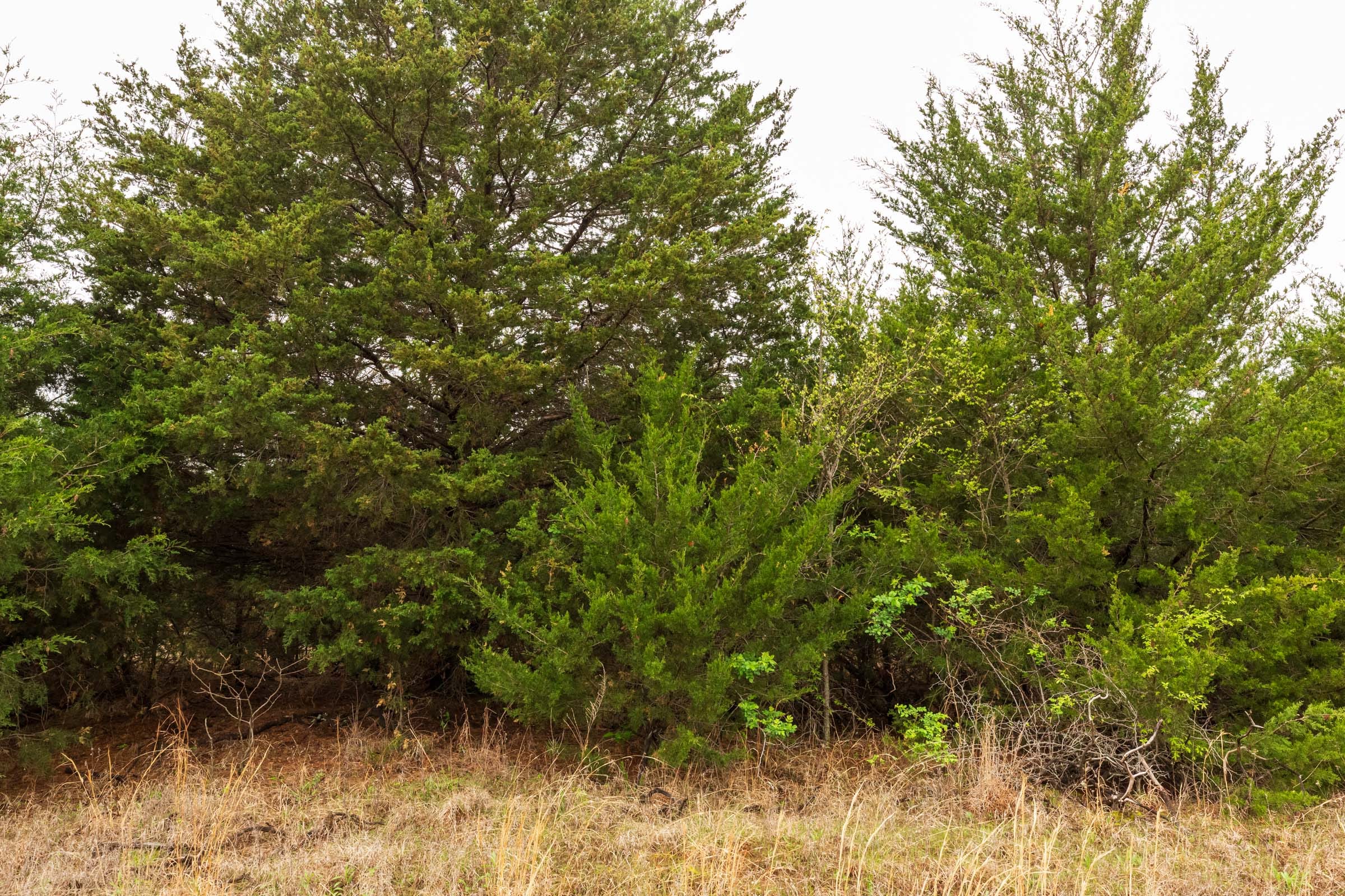 Moonrise Meadows Tract 4 photo 13