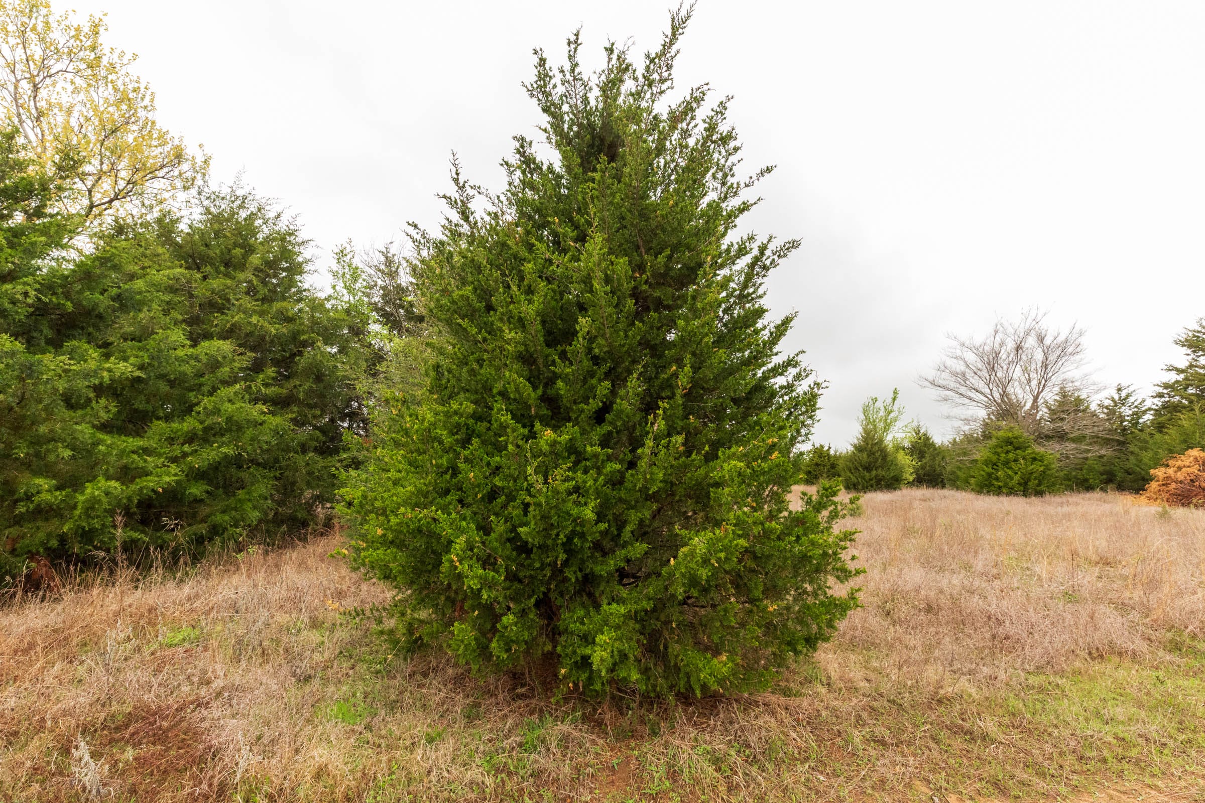 Moonrise Meadows Tract 4 photo 10