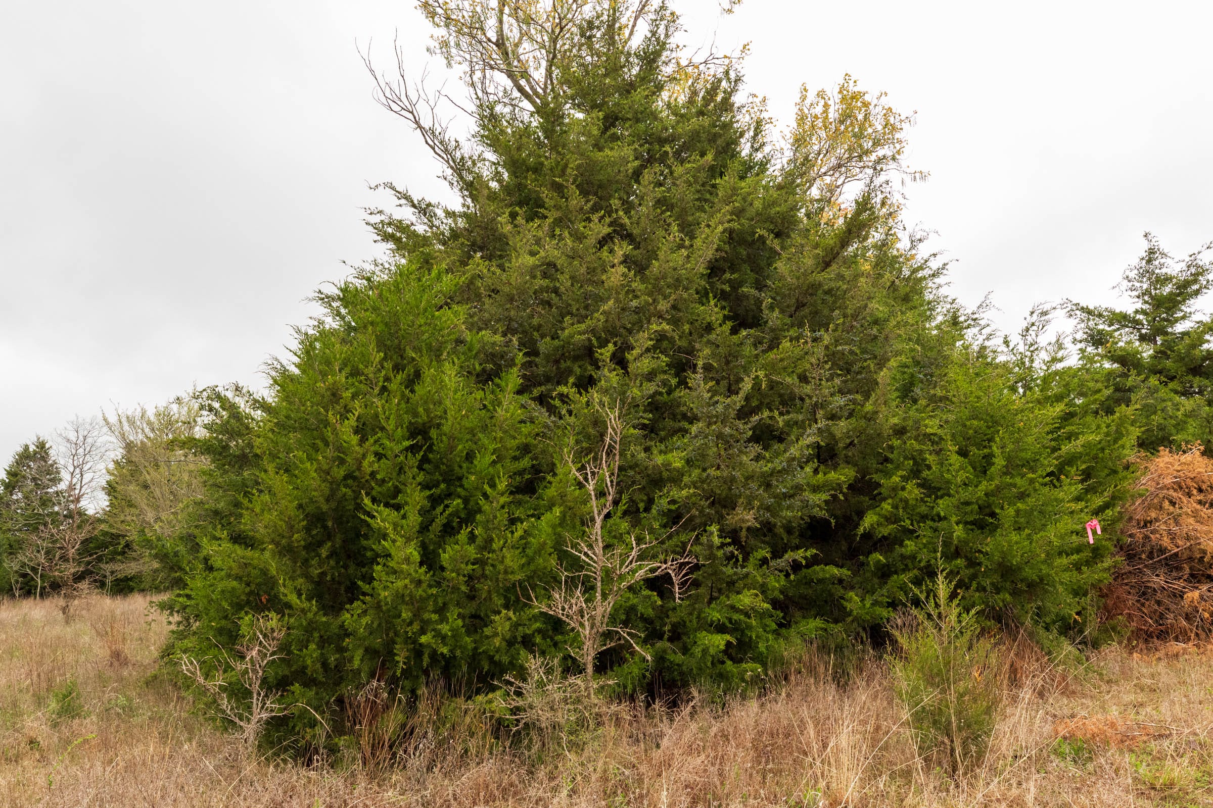 Moonrise Meadows Tract 4 photo 11
