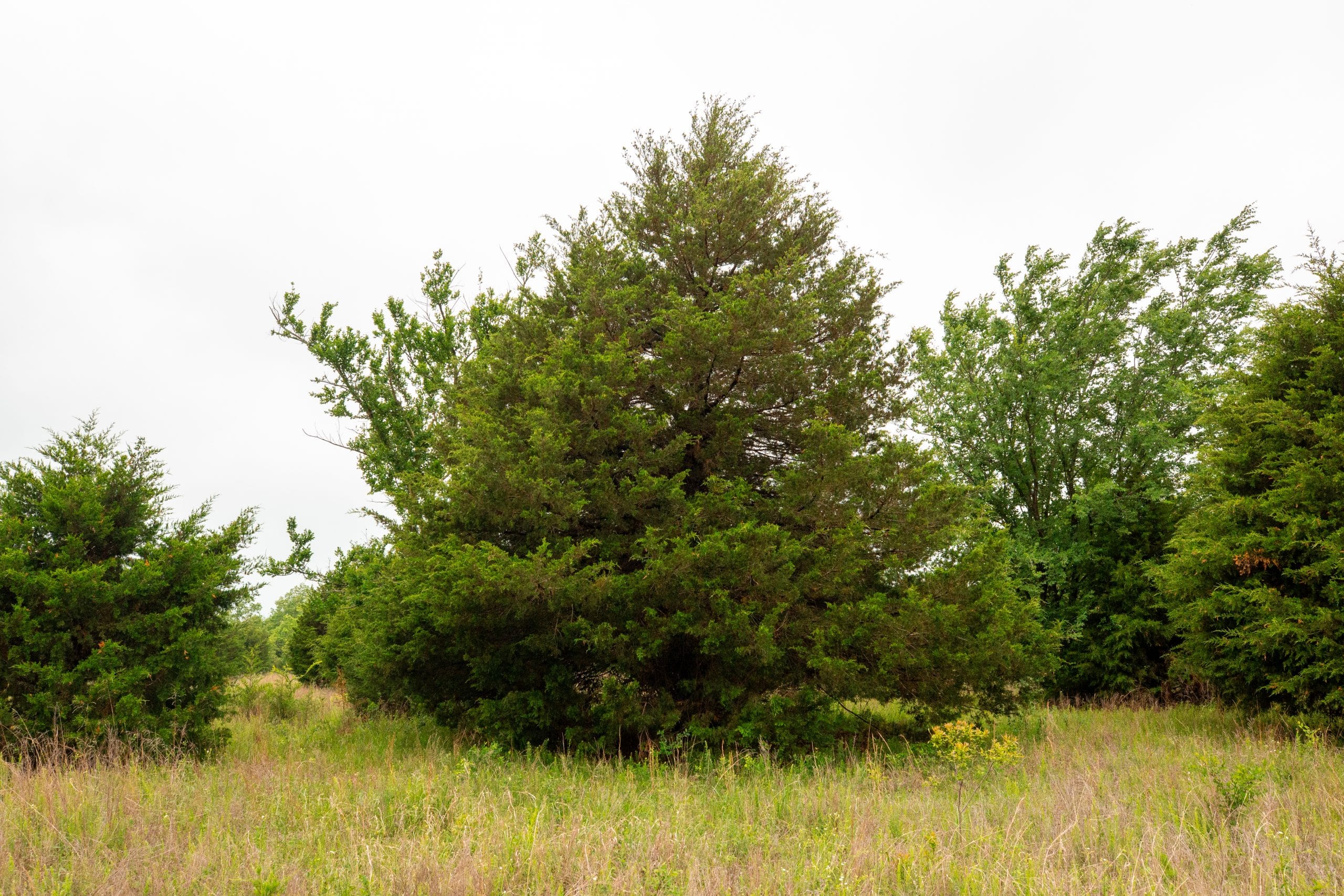 Moonrise Meadows Tract 4 photo 4