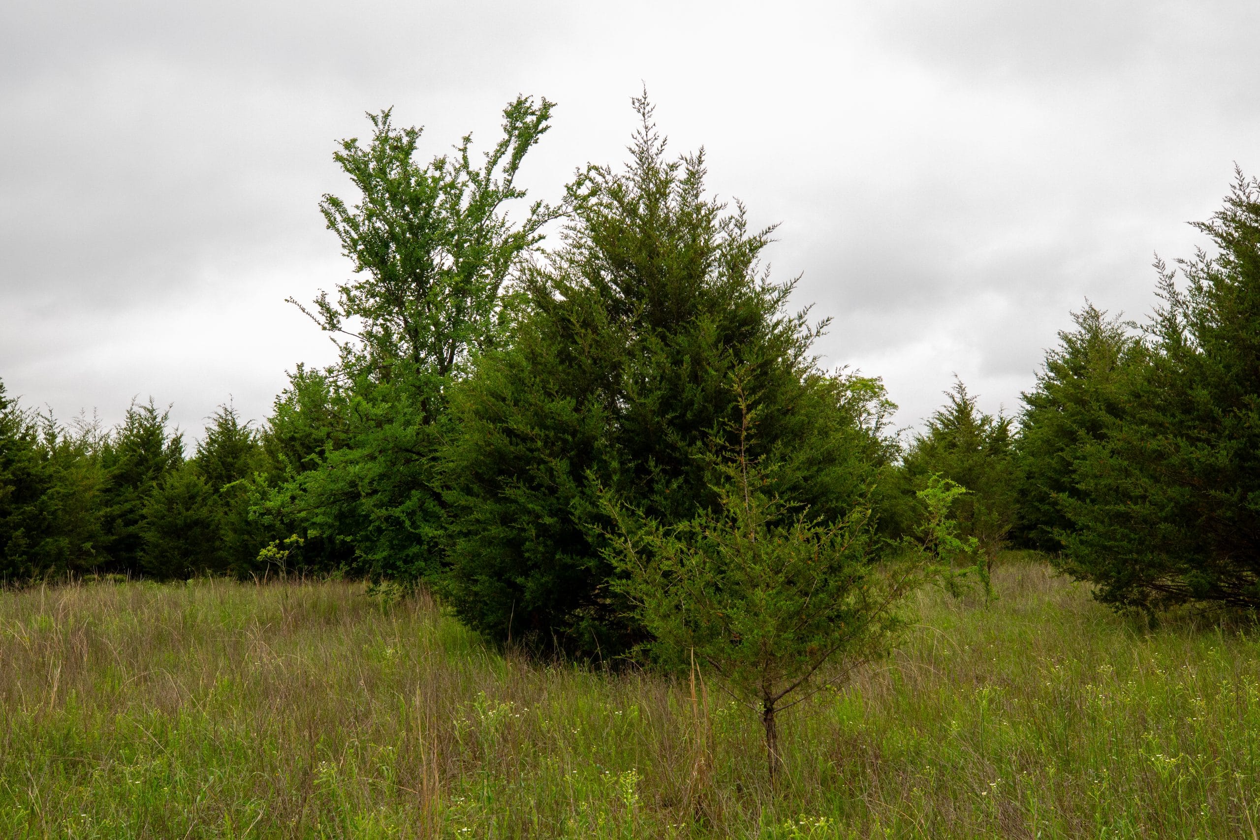 Moonrise Meadows Tract 4 photo 7