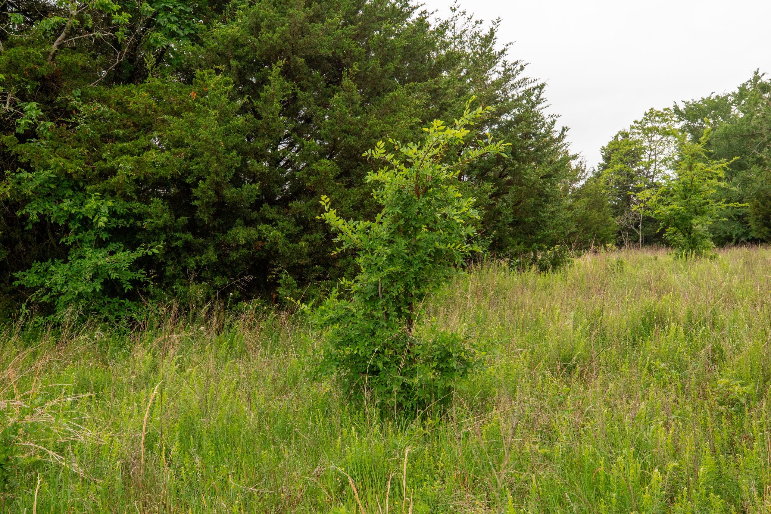 Moonrise Meadows Tract 4 photo 12