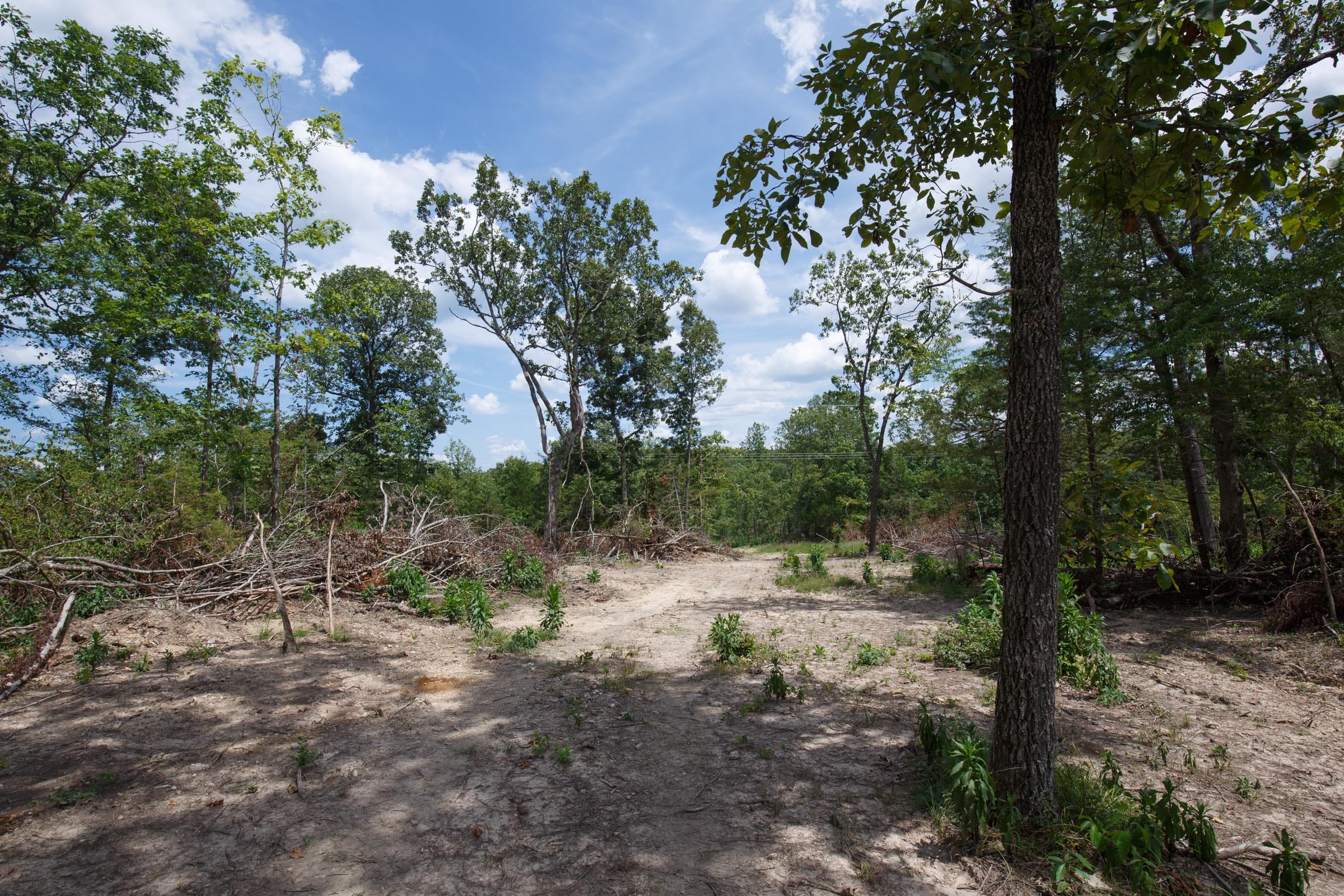 Wildwood Tract 12 photo 5