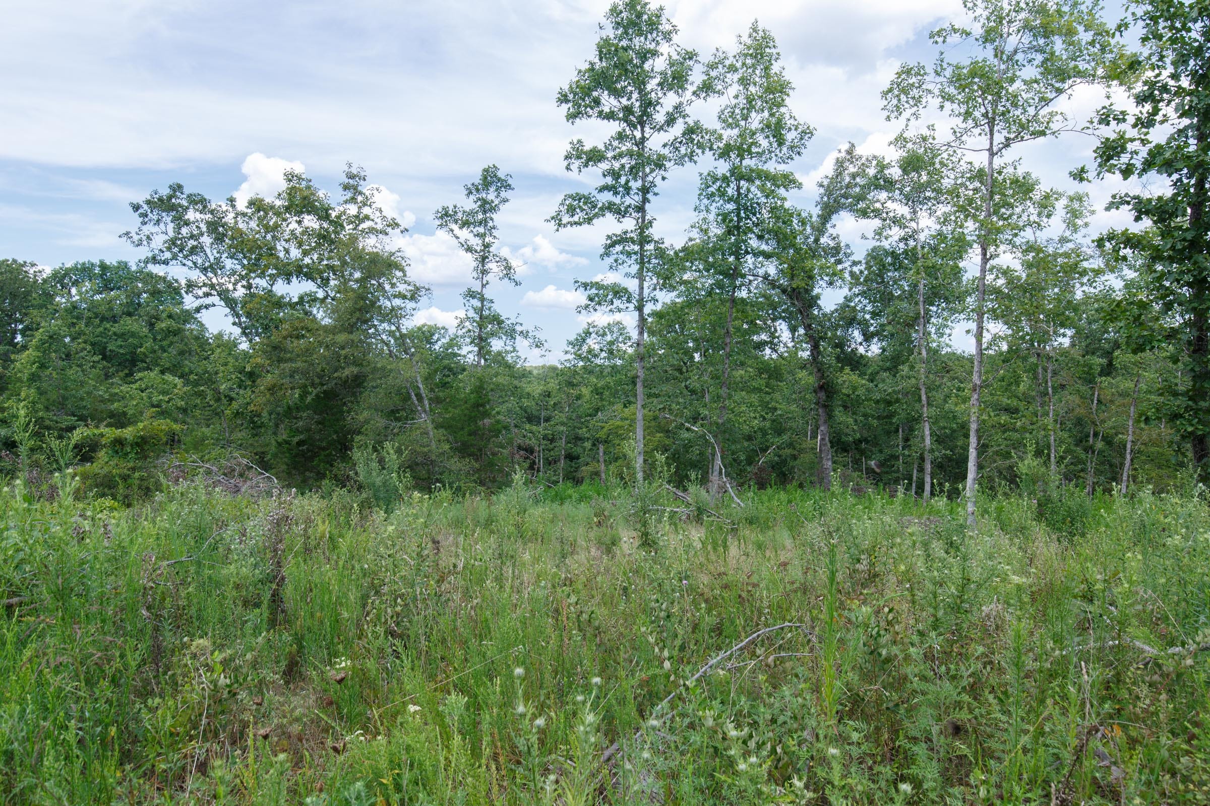 Wildwood Tract 12 photo 3