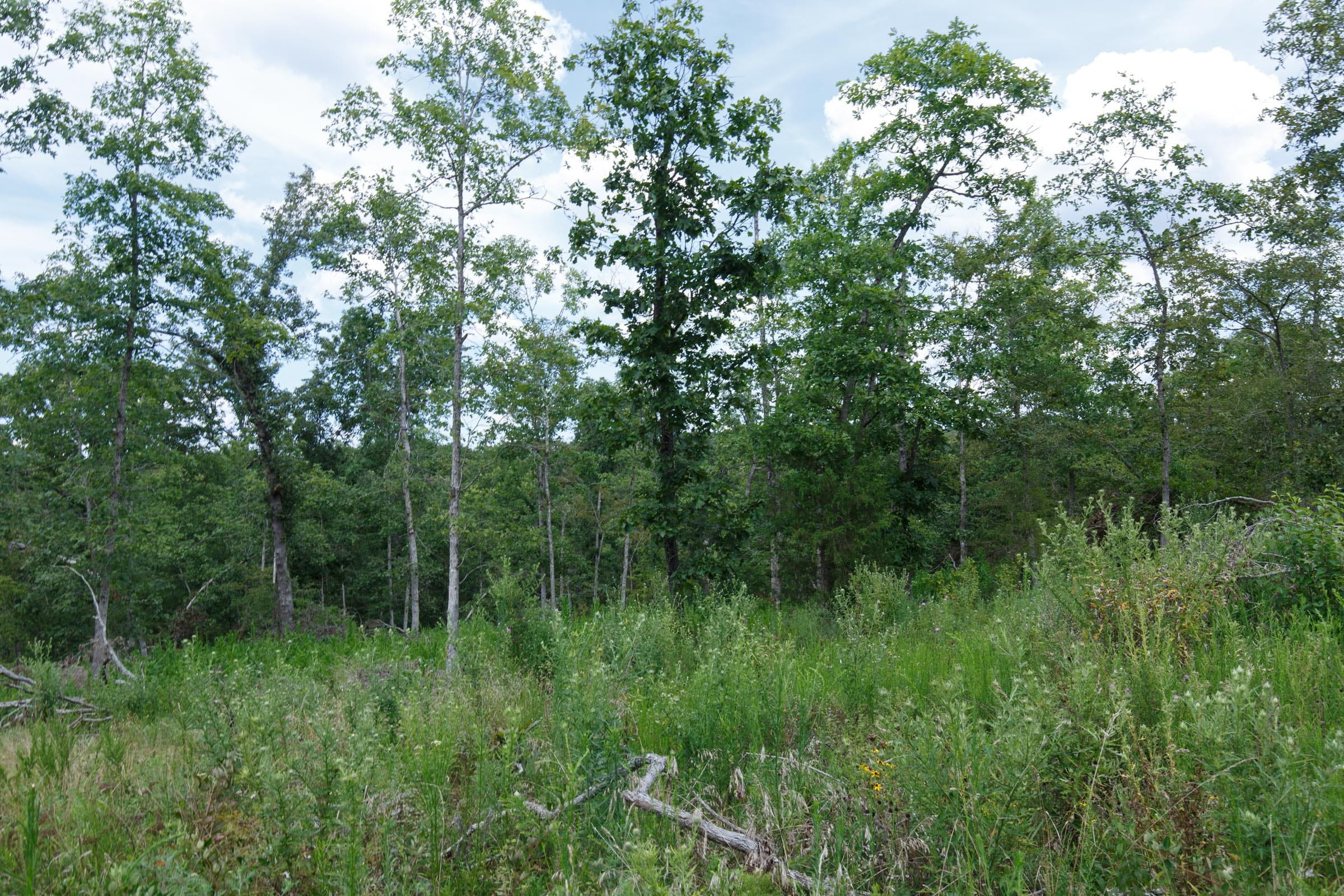 Wildwood Tract 12 photo 4