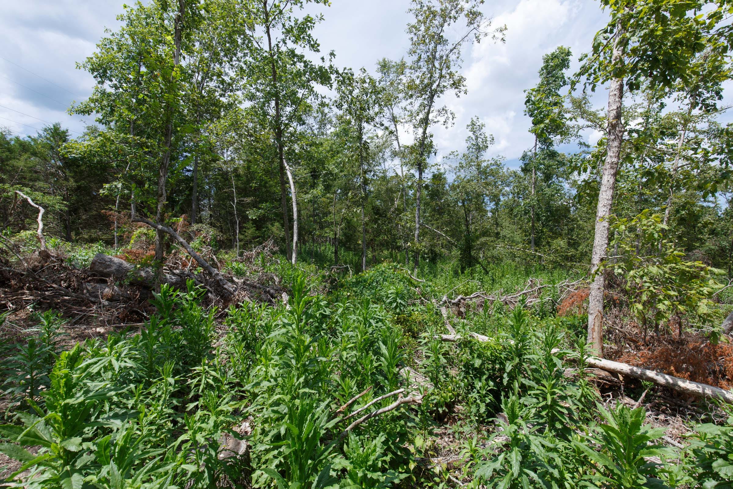Wildwood Tract 12 photo 8