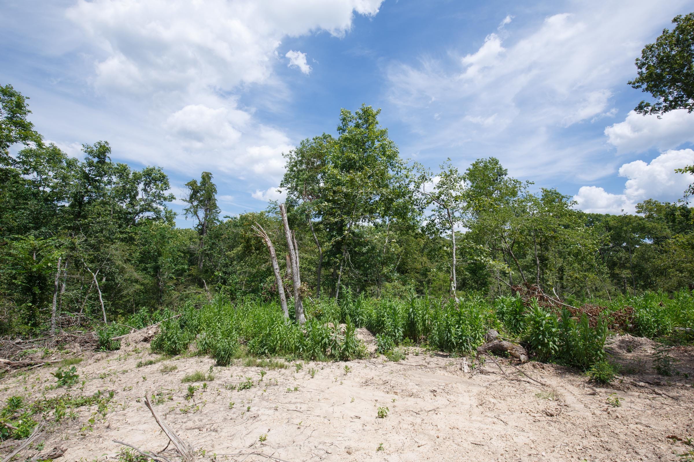 Wildwood Tract 12 photo 9
