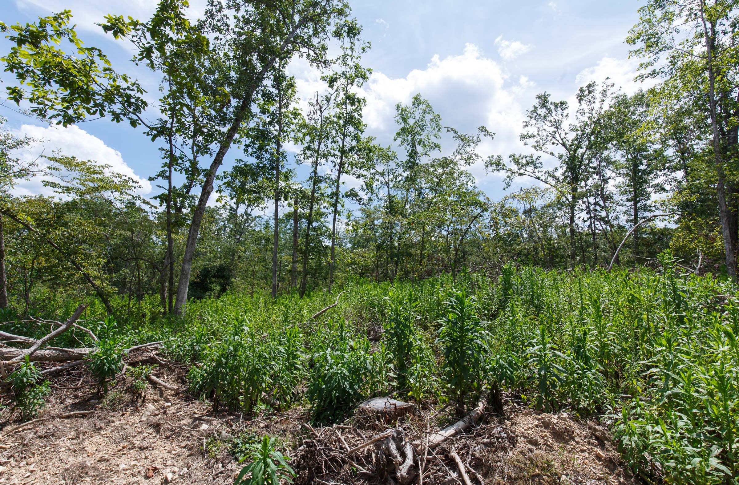 Wildwood Tract 12 photo 11
