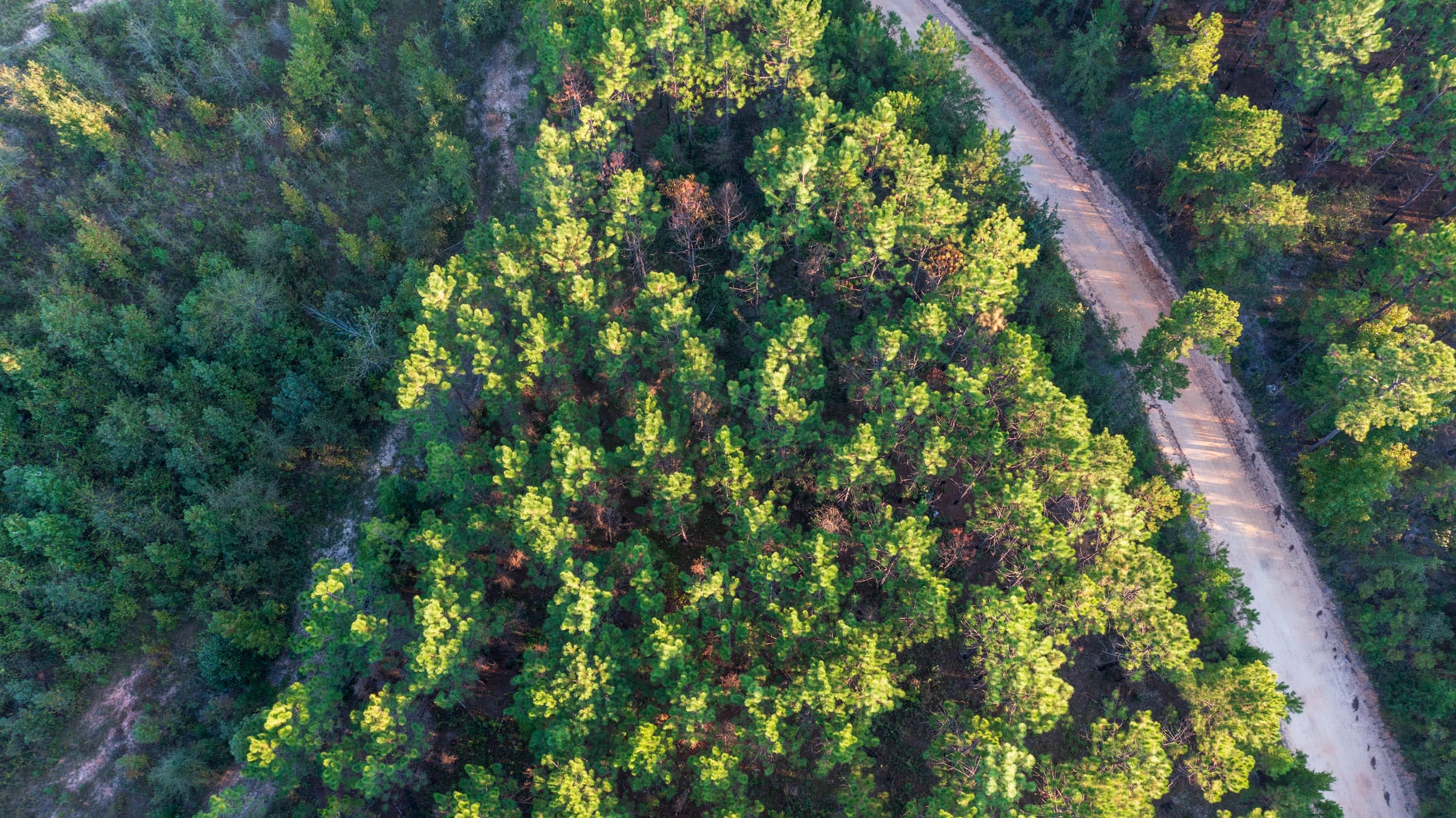 Jackson’s Gap Tract 1 photo 5