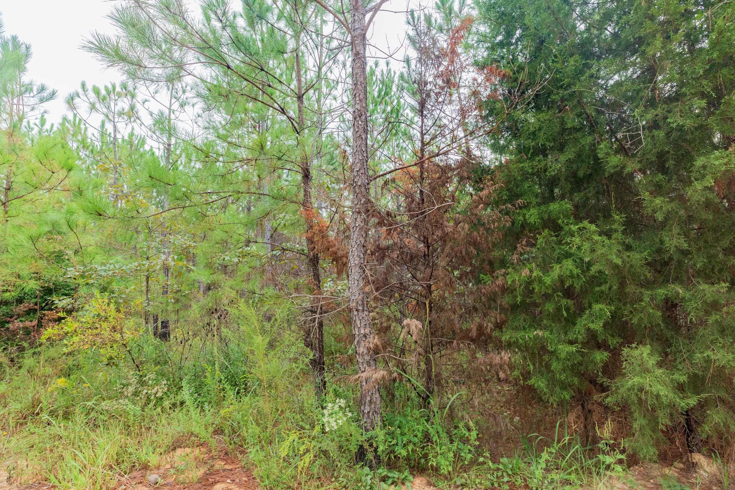 Jackson’s Gap Tract 1 photo 4