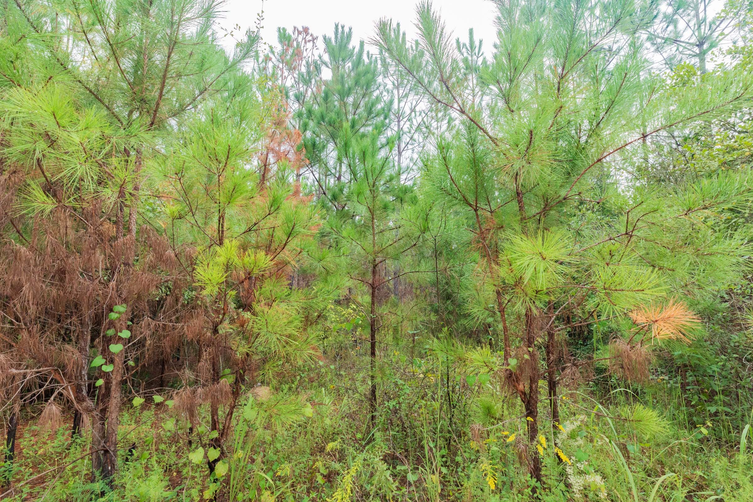 Jackson’s Gap Tract 1 photo 7