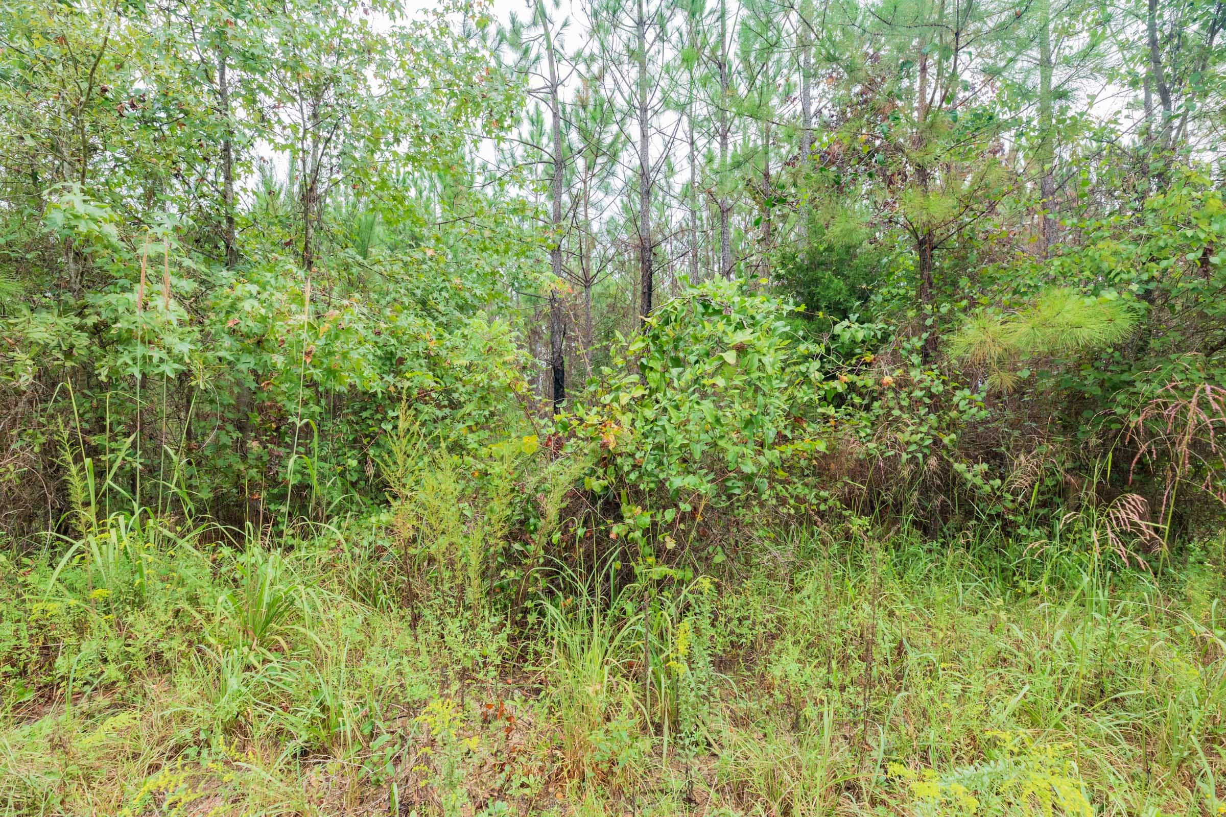 Jackson’s Gap Tract 1 photo 9