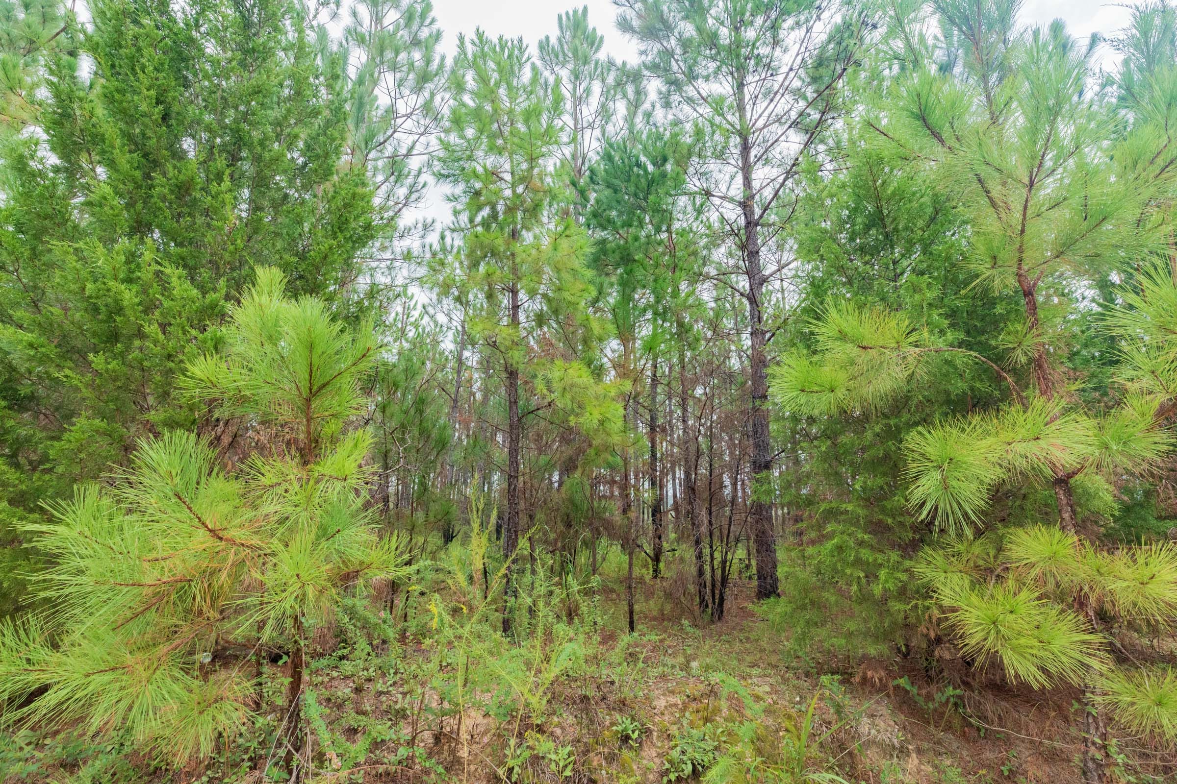 Jackson’s Gap Tract 1 photo 11