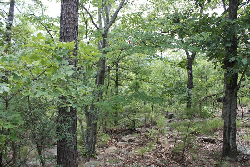 Trophy Ridge Phase III Tract 23 photo 1