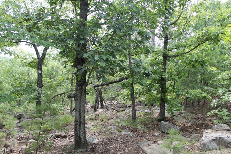 Trophy Ridge Phase III Tract 23 photo 2