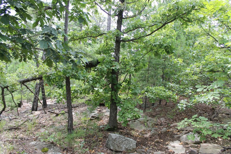 Trophy Ridge Phase III Tract 23 photo 3