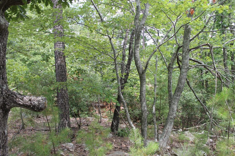 Trophy Ridge Phase III Tract 23 photo 5