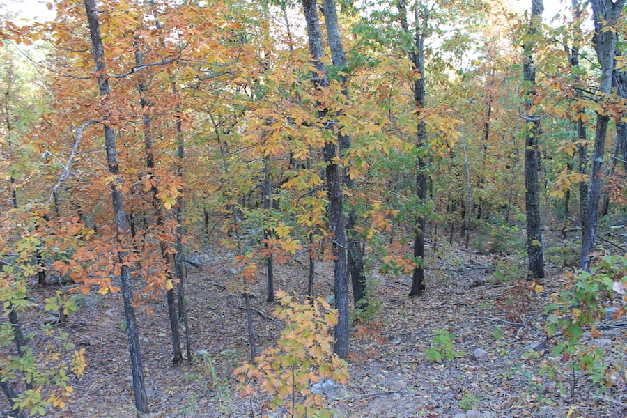 Indian Ridge – Phase III Tract 88 photo 6