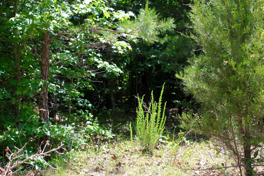 Hickory Hill Ranch Tract 9 photo 3