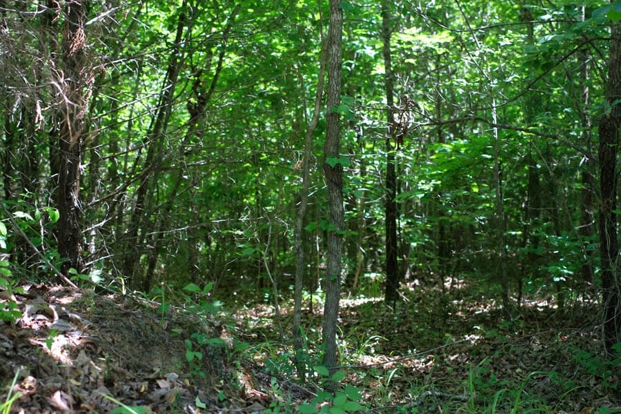 Hickory Hill Ranch Tract 9 photo 6
