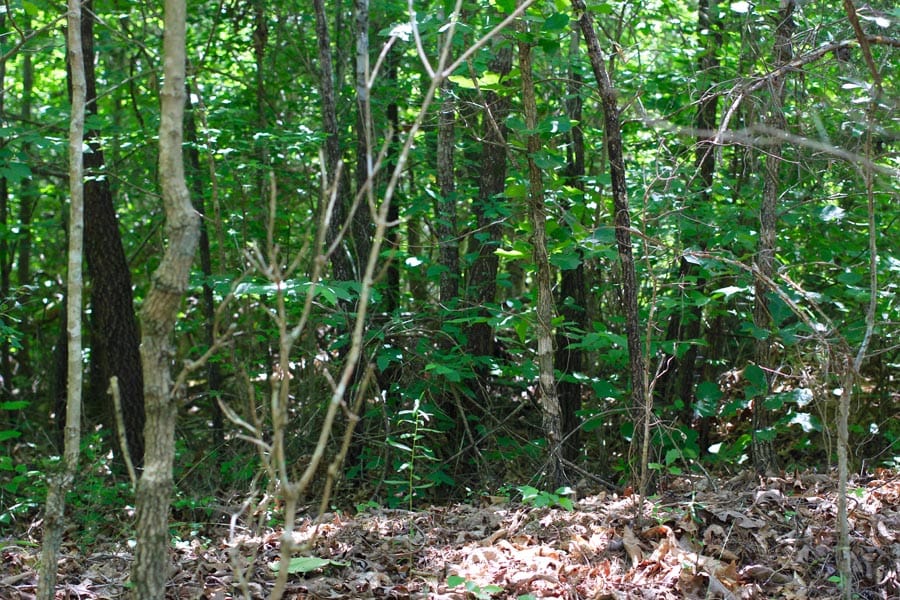 Hickory Hill Ranch Tract 9 photo 8