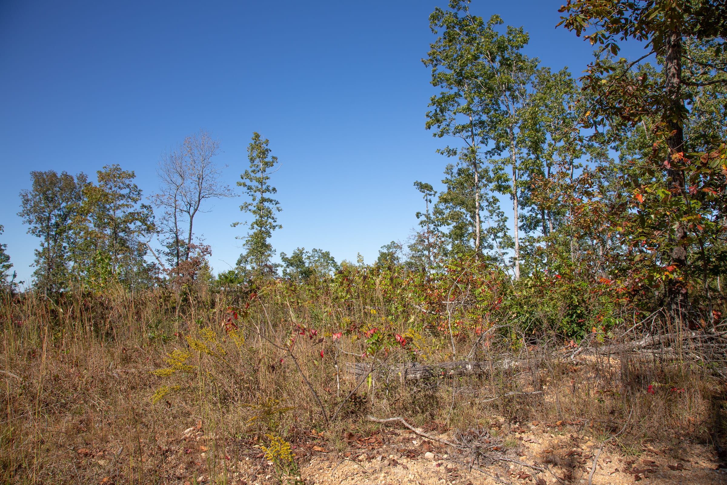Borgmann’s Hollow Phase IV Tract 106 photo 3