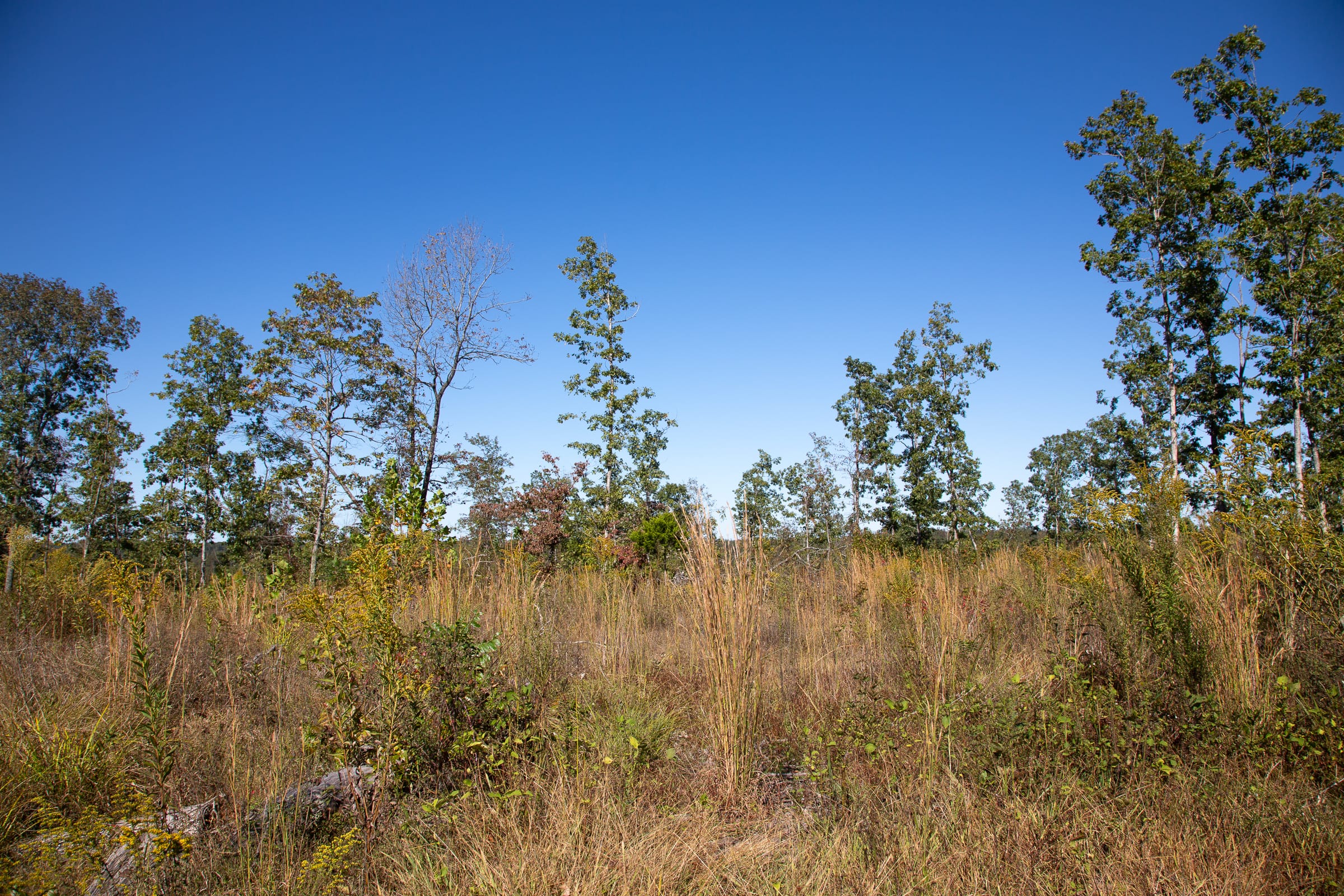 Borgmann’s Hollow Phase IV Tract 106 photo 4