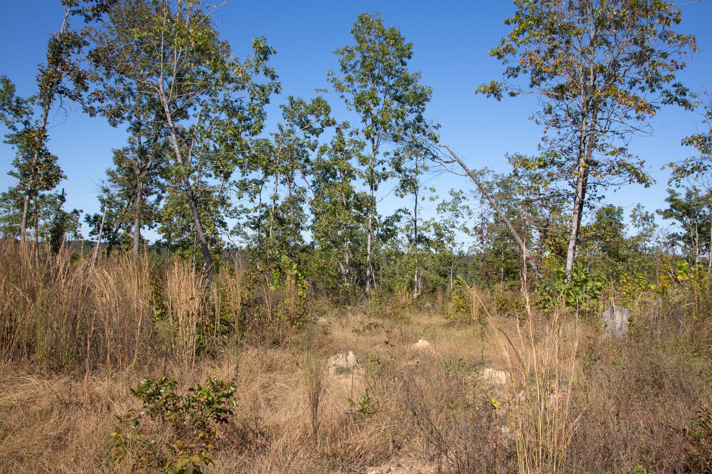 Borgmann’s Hollow Phase IV Tract 106 photo 5