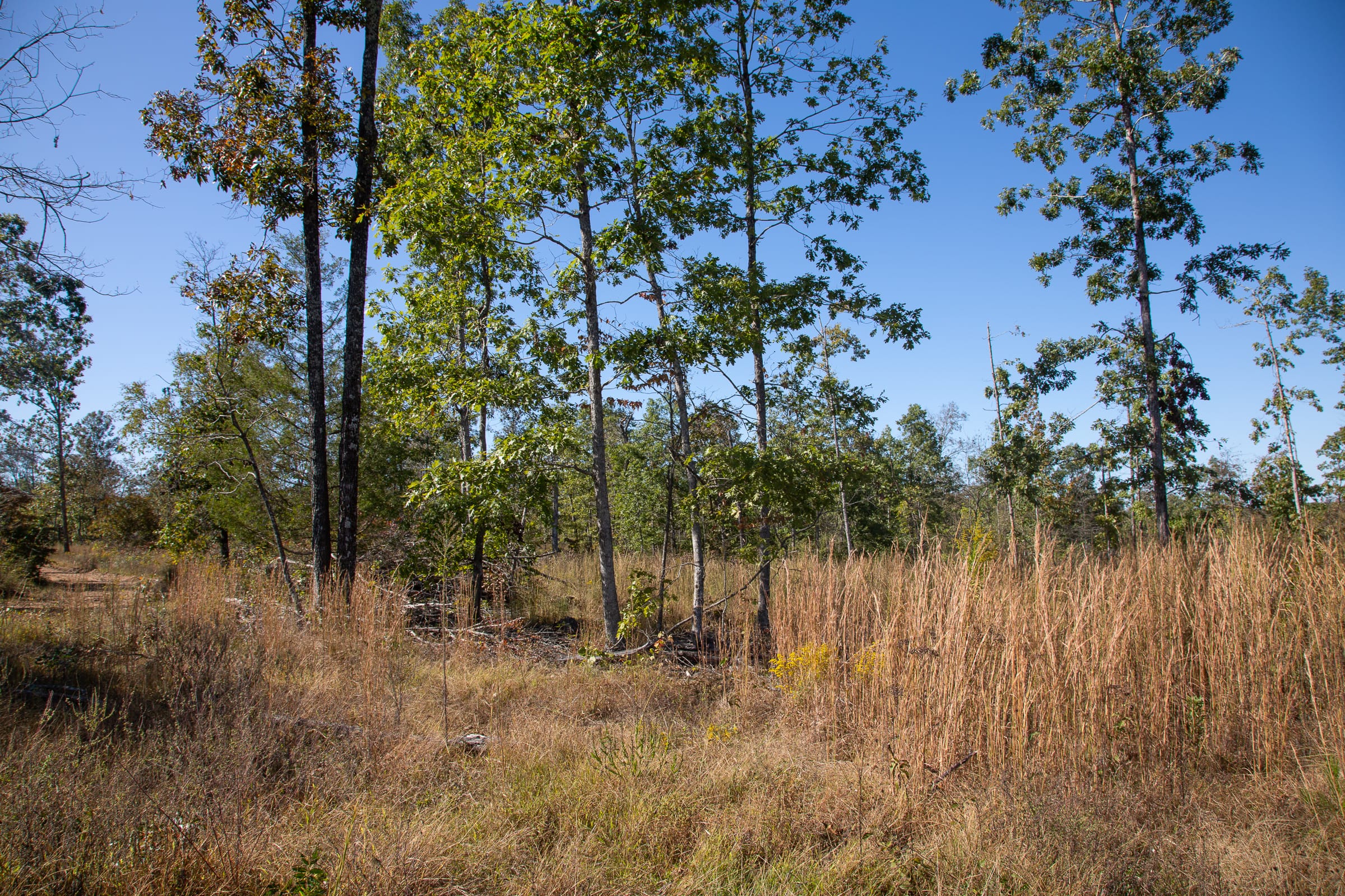 Borgmann’s Hollow Phase IV Tract 106 photo 1