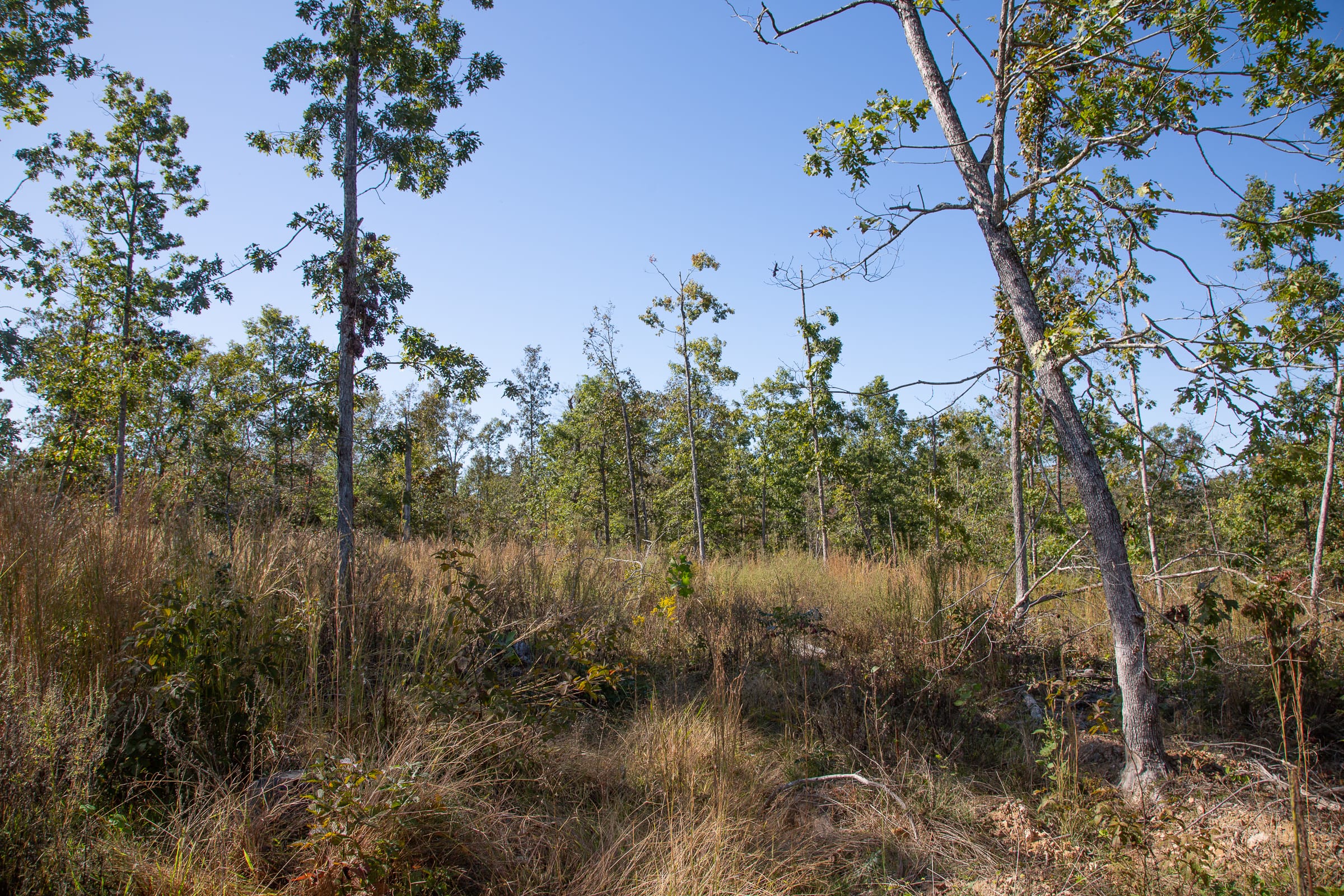 Borgmann’s Hollow Phase IV Tract 106 photo 7